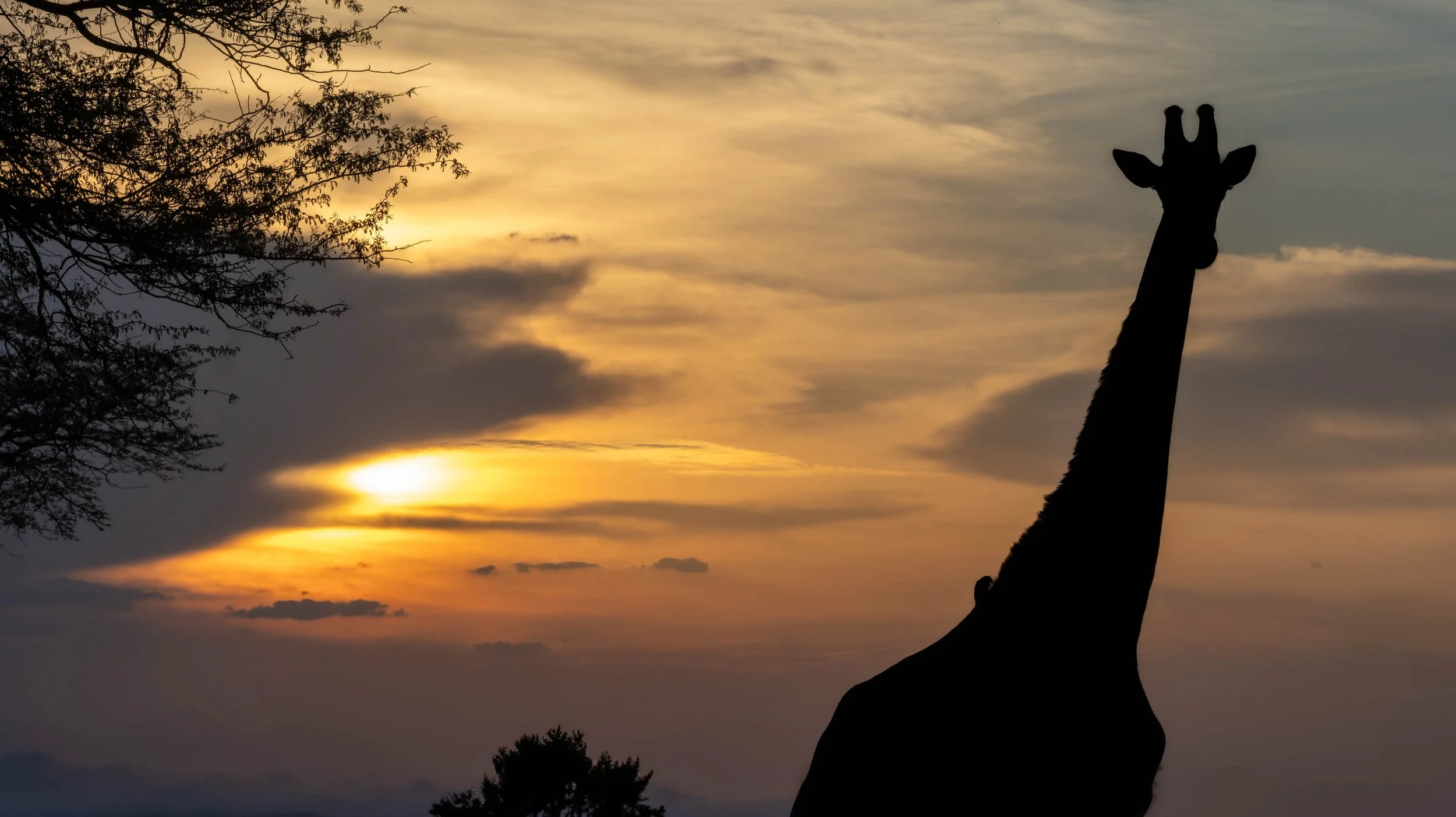 Giraffe, Kruger National Park