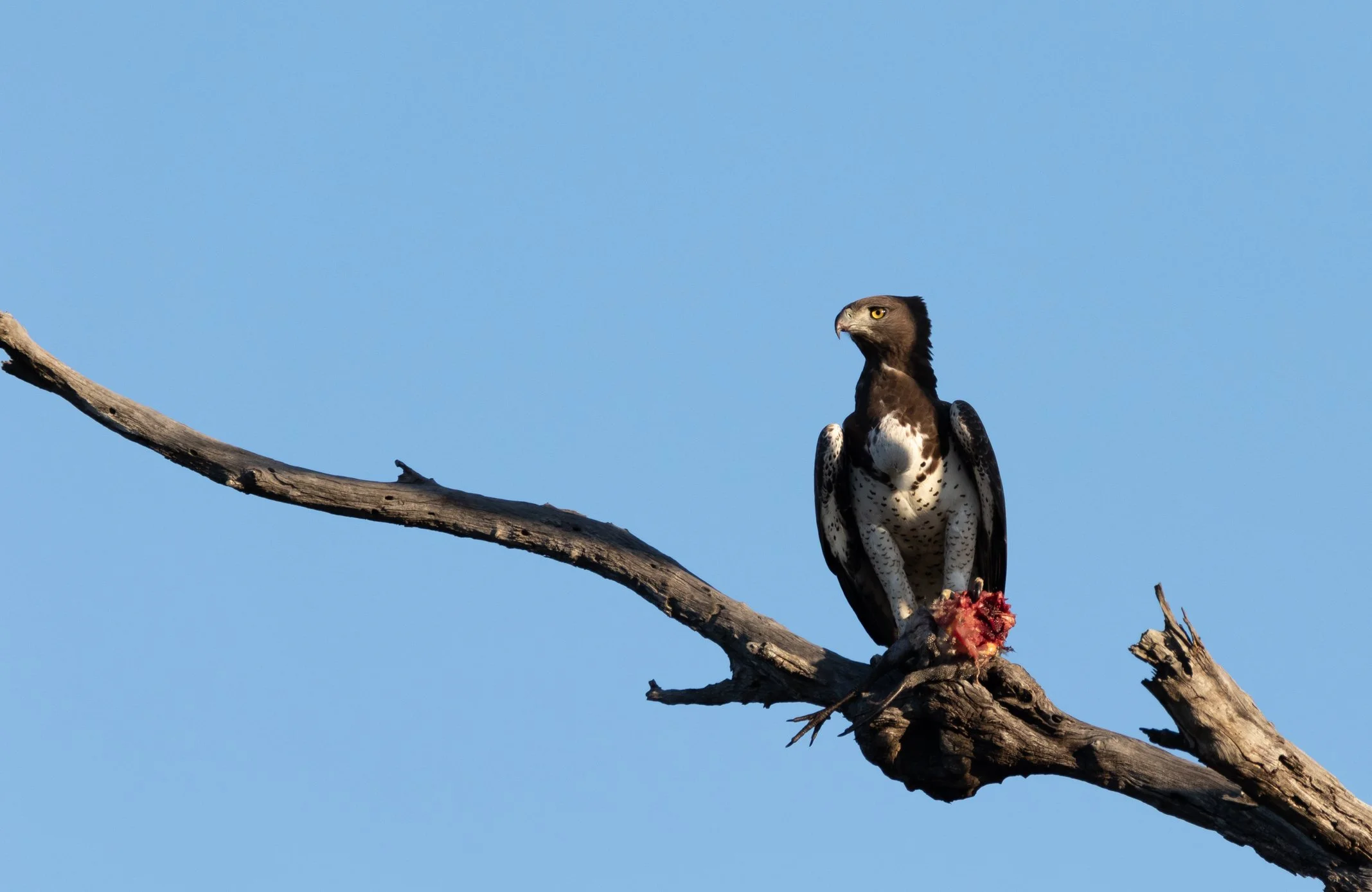 Martial Eagle, Kruger National Park