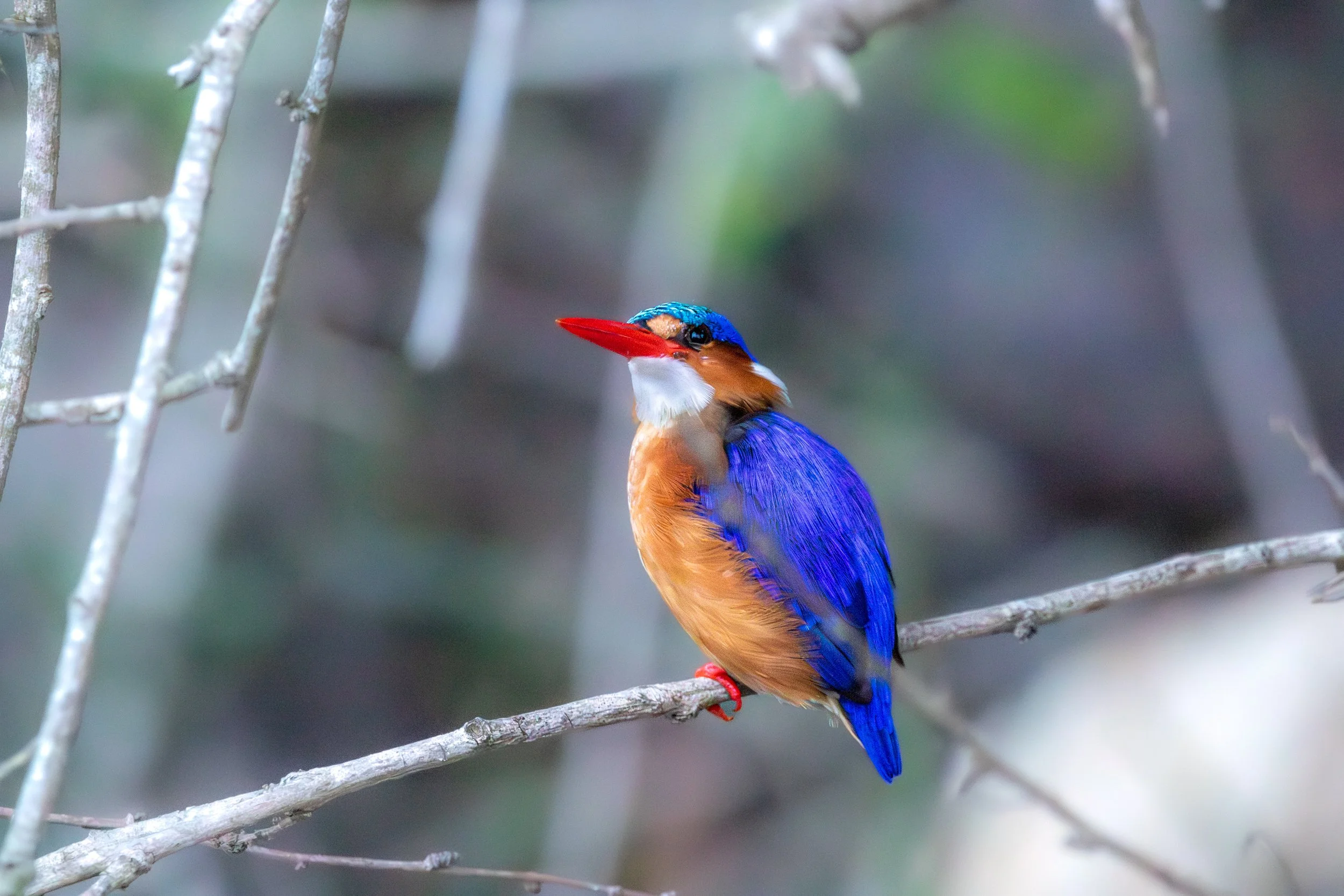 Malachite Kingfisher, Phinda Private Game Reserve
