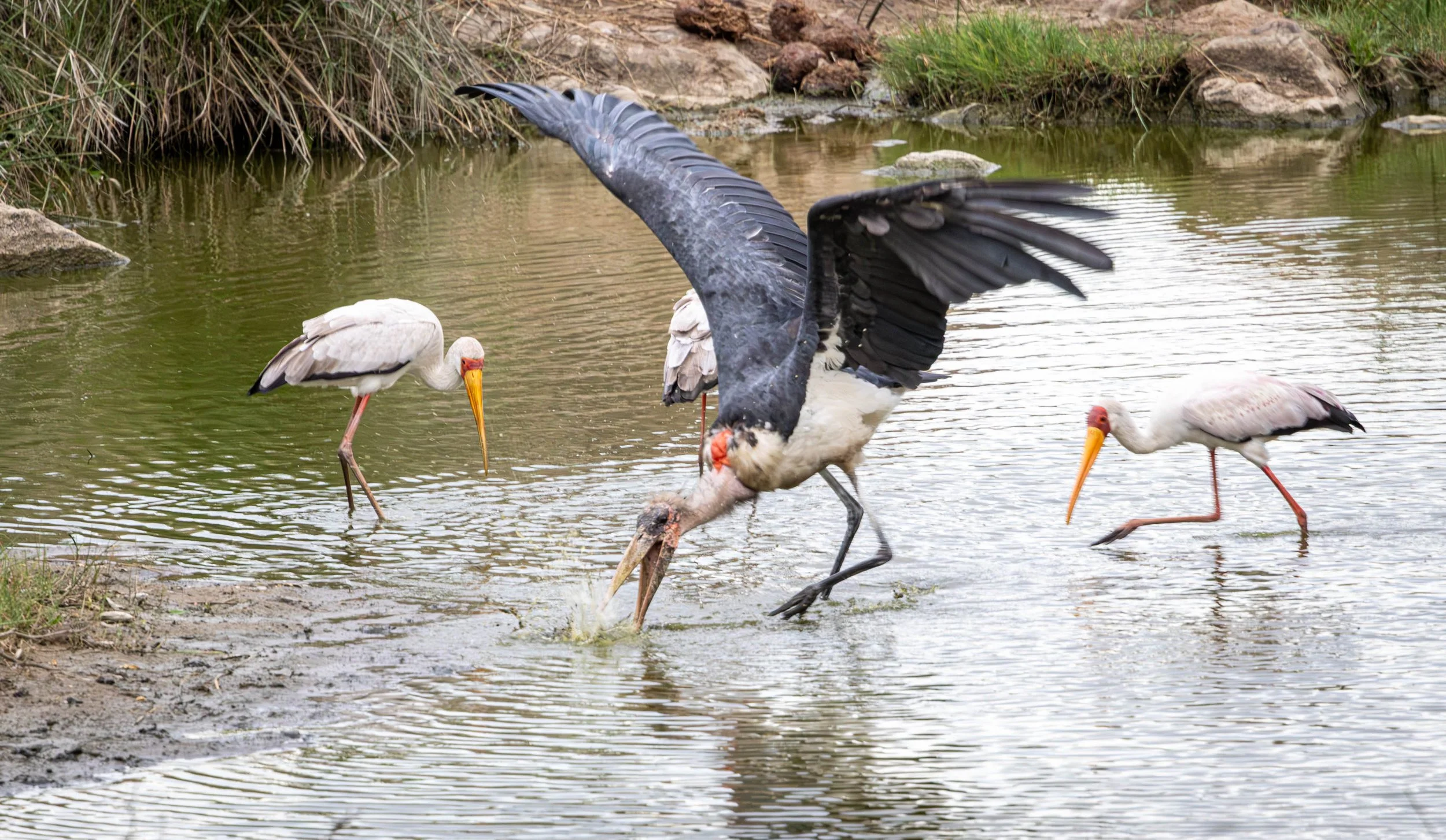Marabou stork and Yellow-billed stork, Kruger National Park 