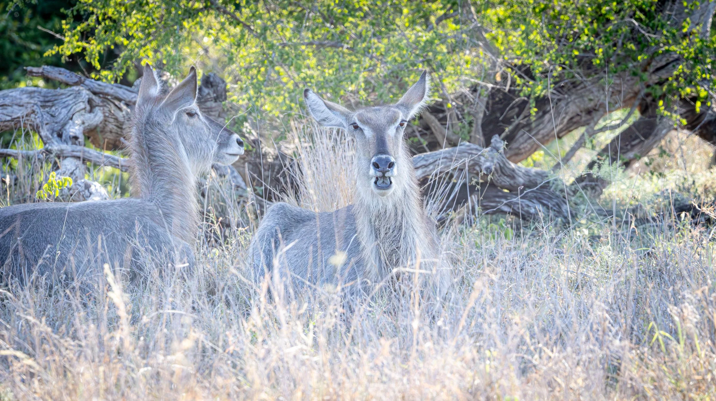 Waterbuck, Kruger National Park