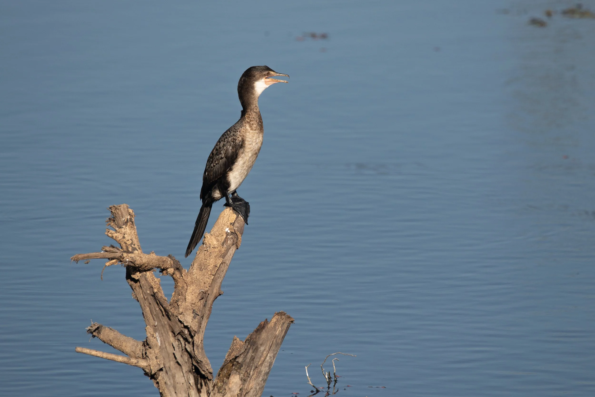 White-Breasted Cormorant, Kruger National Park