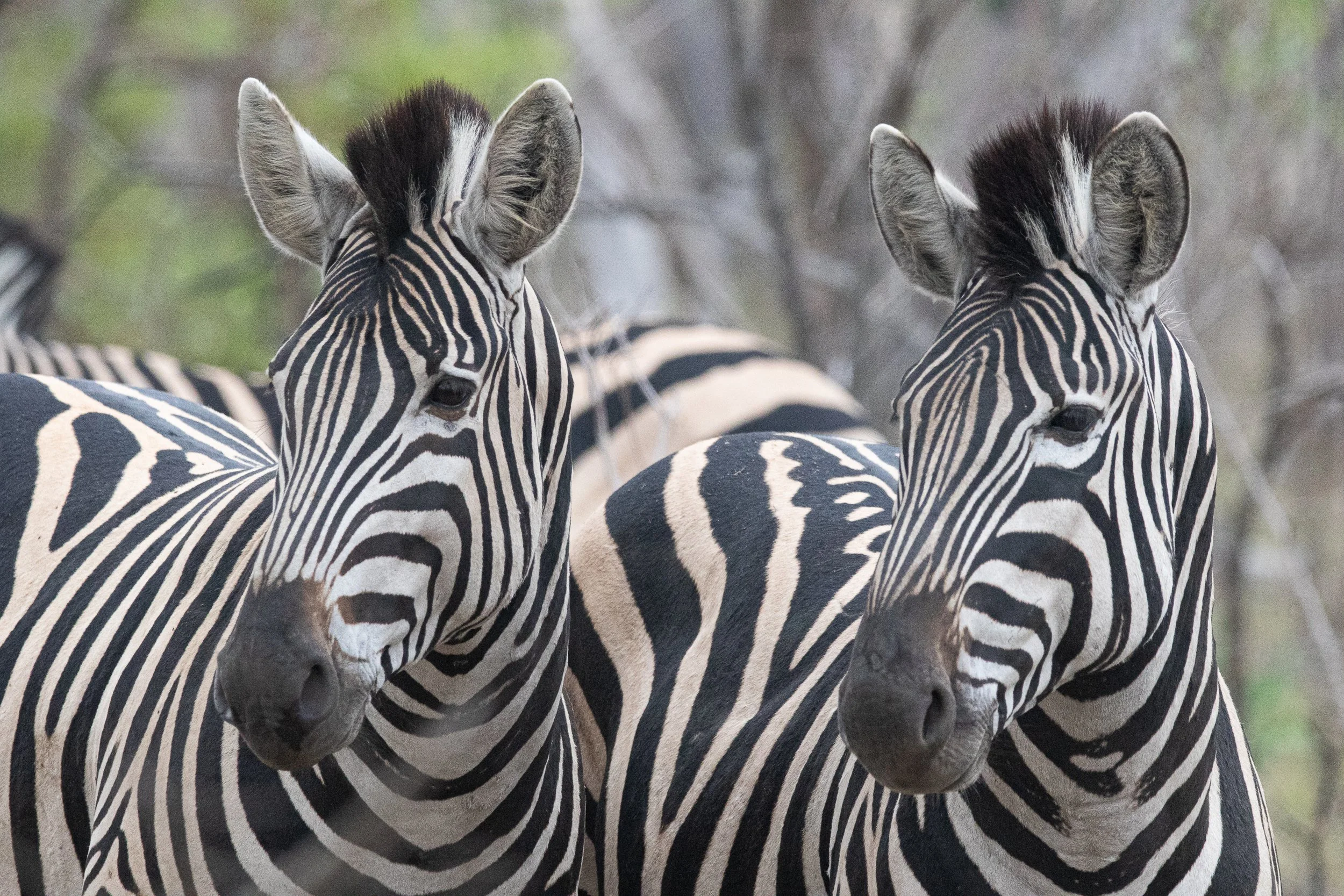 Zebra, Kruger National Park