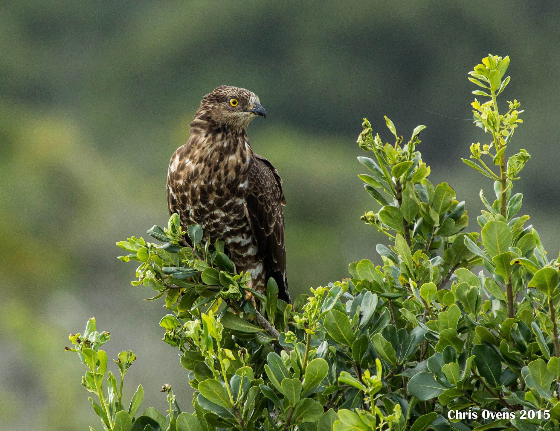 Activities Birding_3.jpg