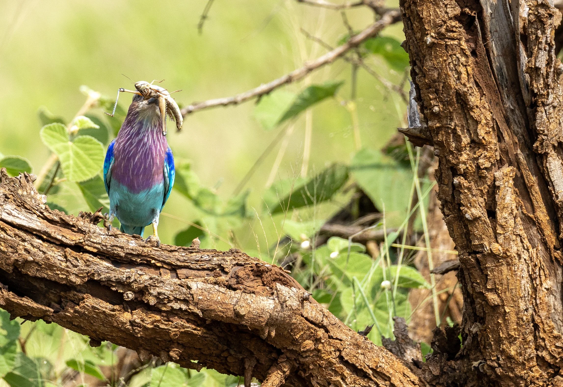 Lilac Breasted Roller, Kruger National Park