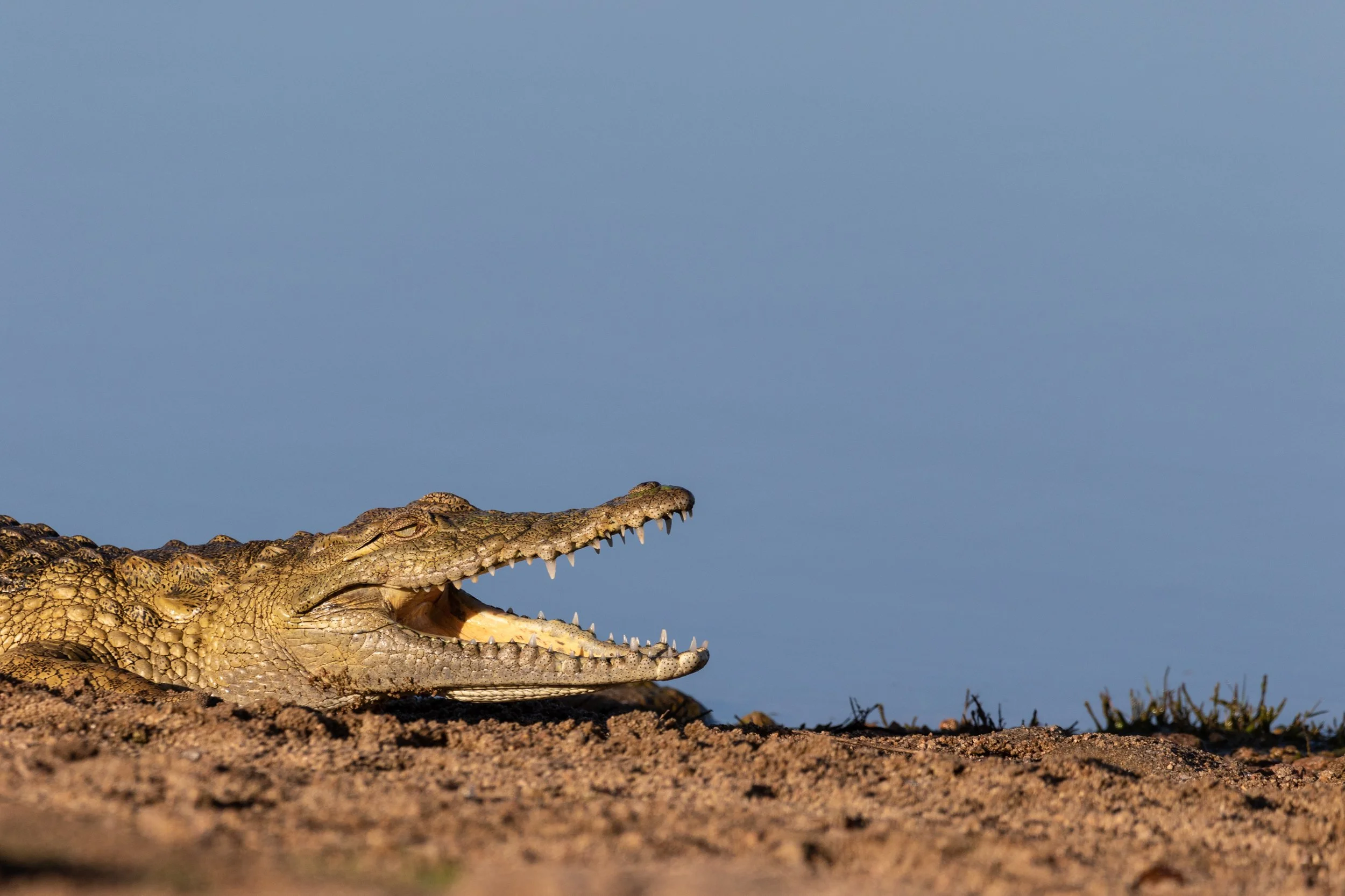 Crocodile, Kruger National Park