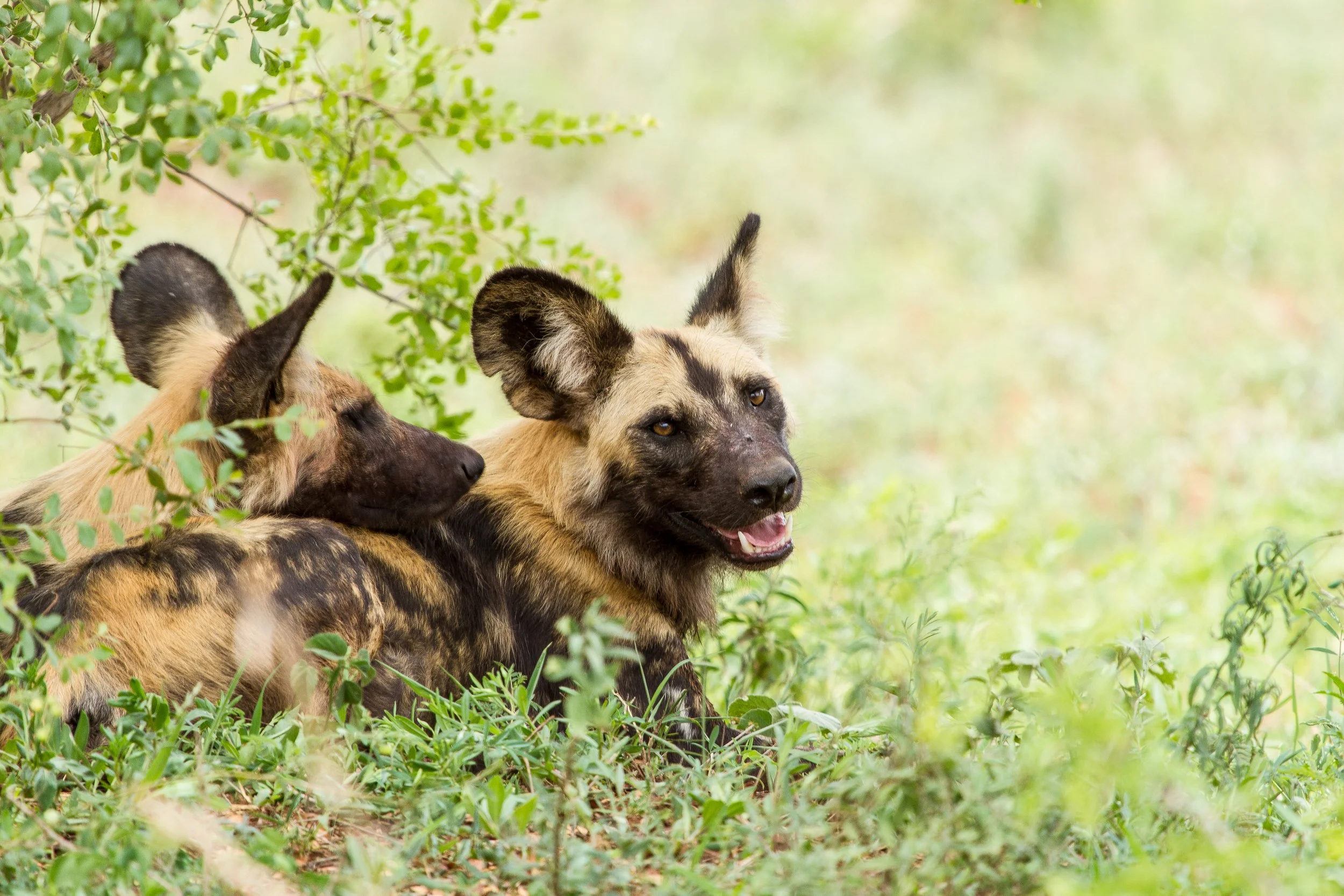Wild Dog, Kruger National Park