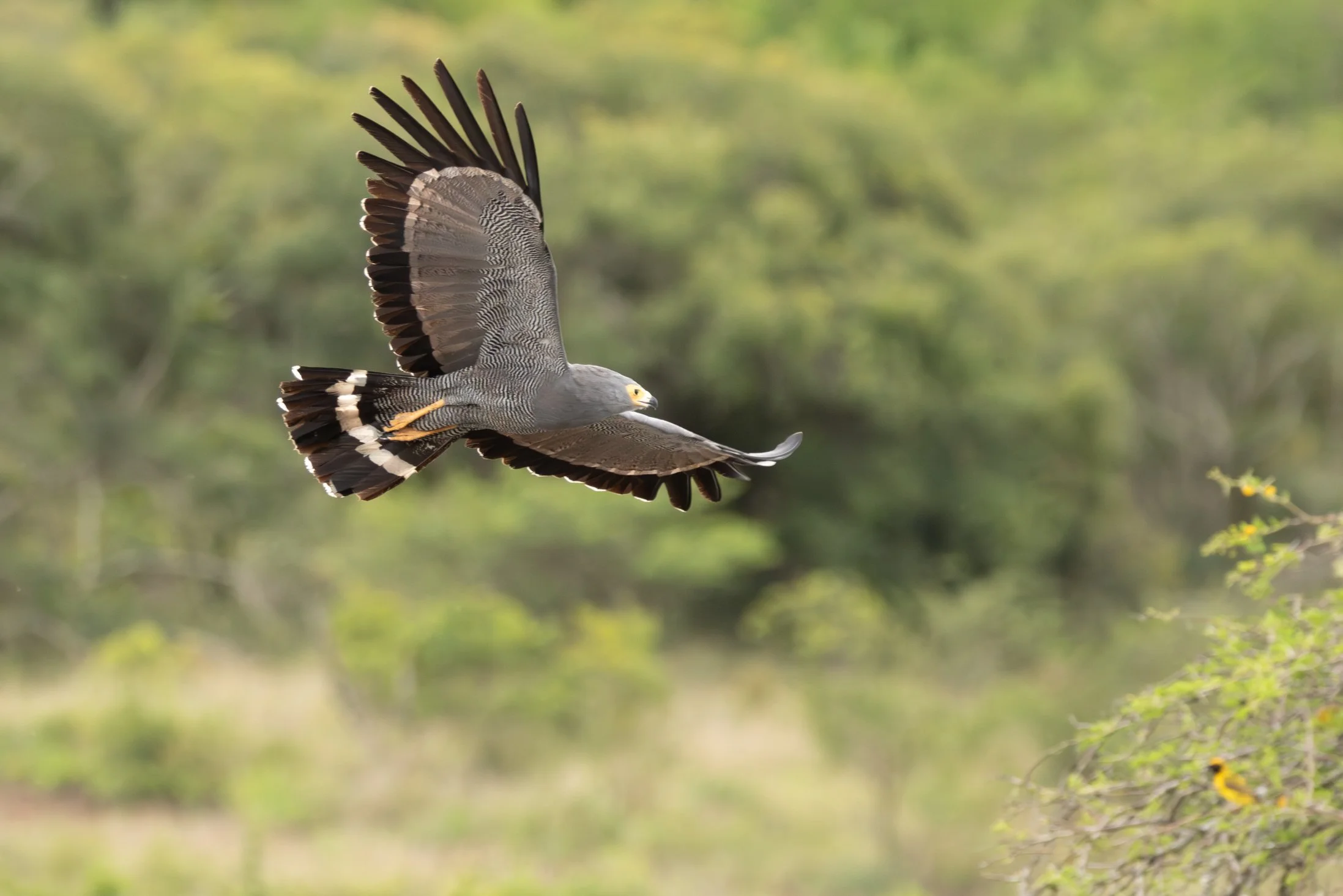African harrier-hawk (gymnogene), Phinda Private Game Reserve