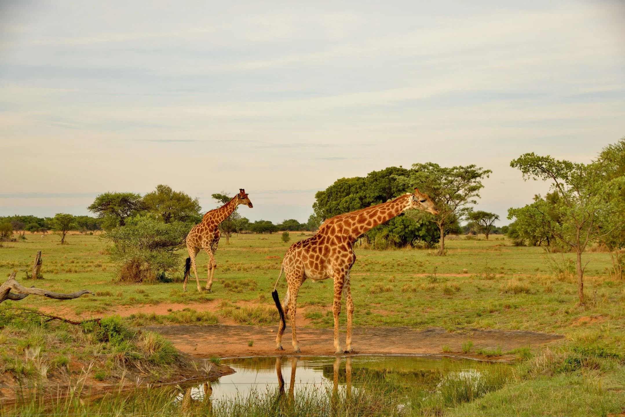 1763108079565safari-plains---waterhole-view.JPG