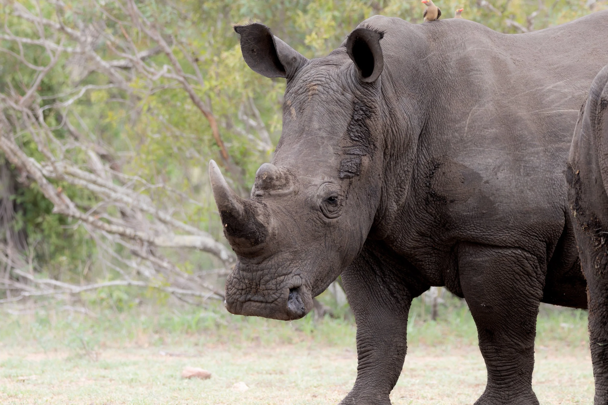 White Rhino