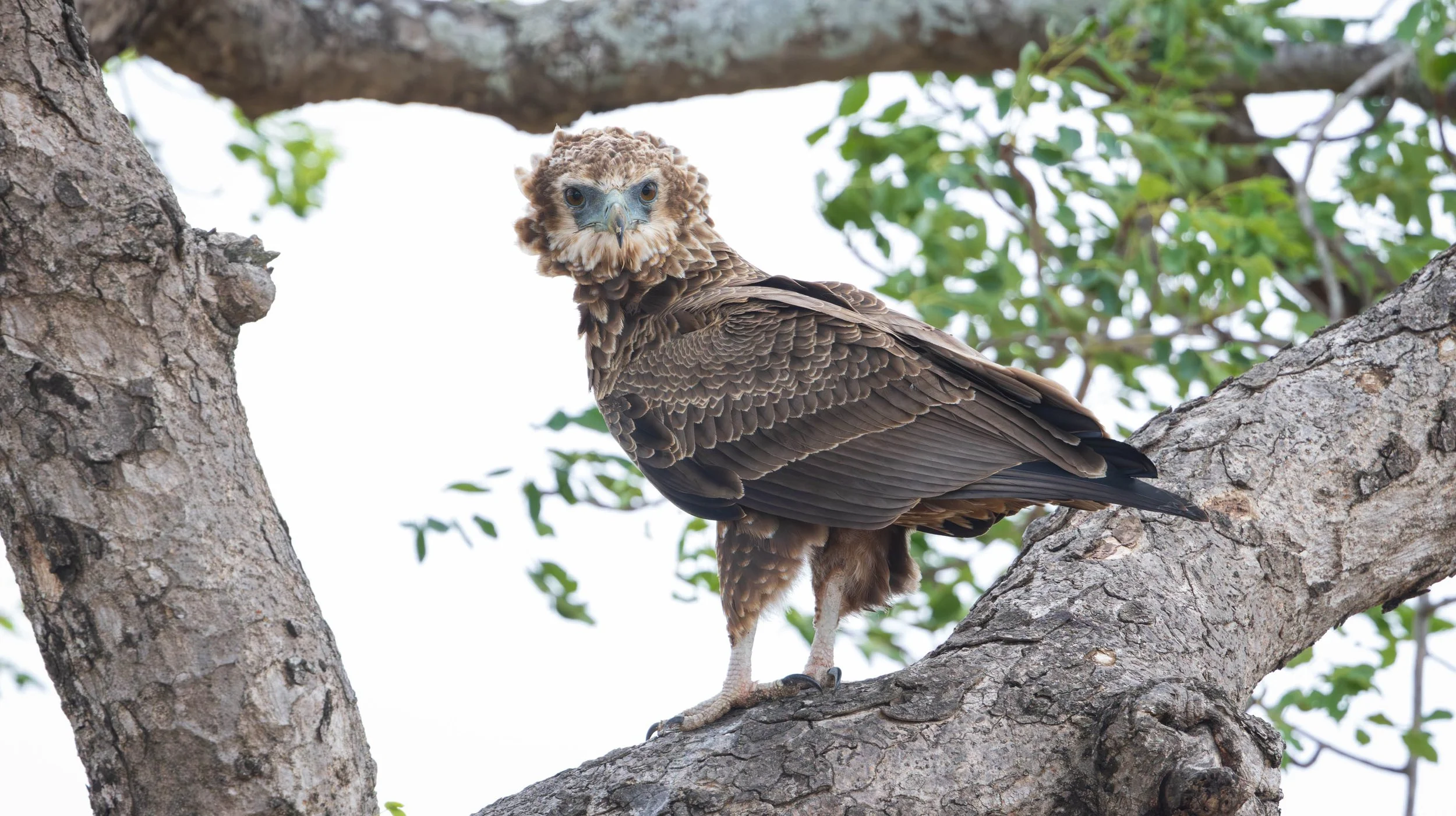 Juvenile Bateleur Eagle, Kruger National Park