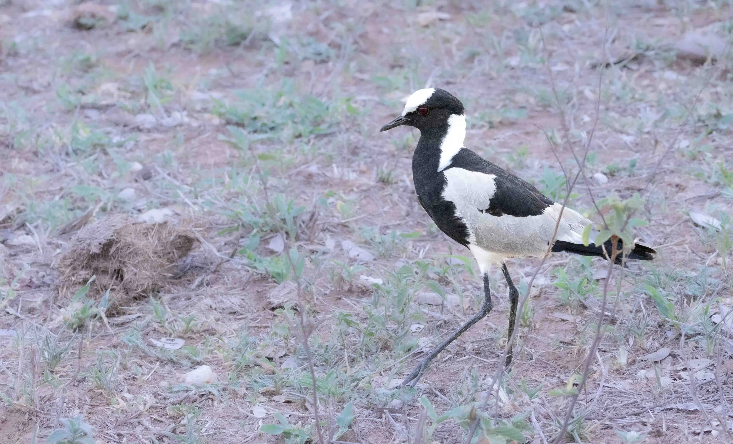 Blacksmith Lapwing