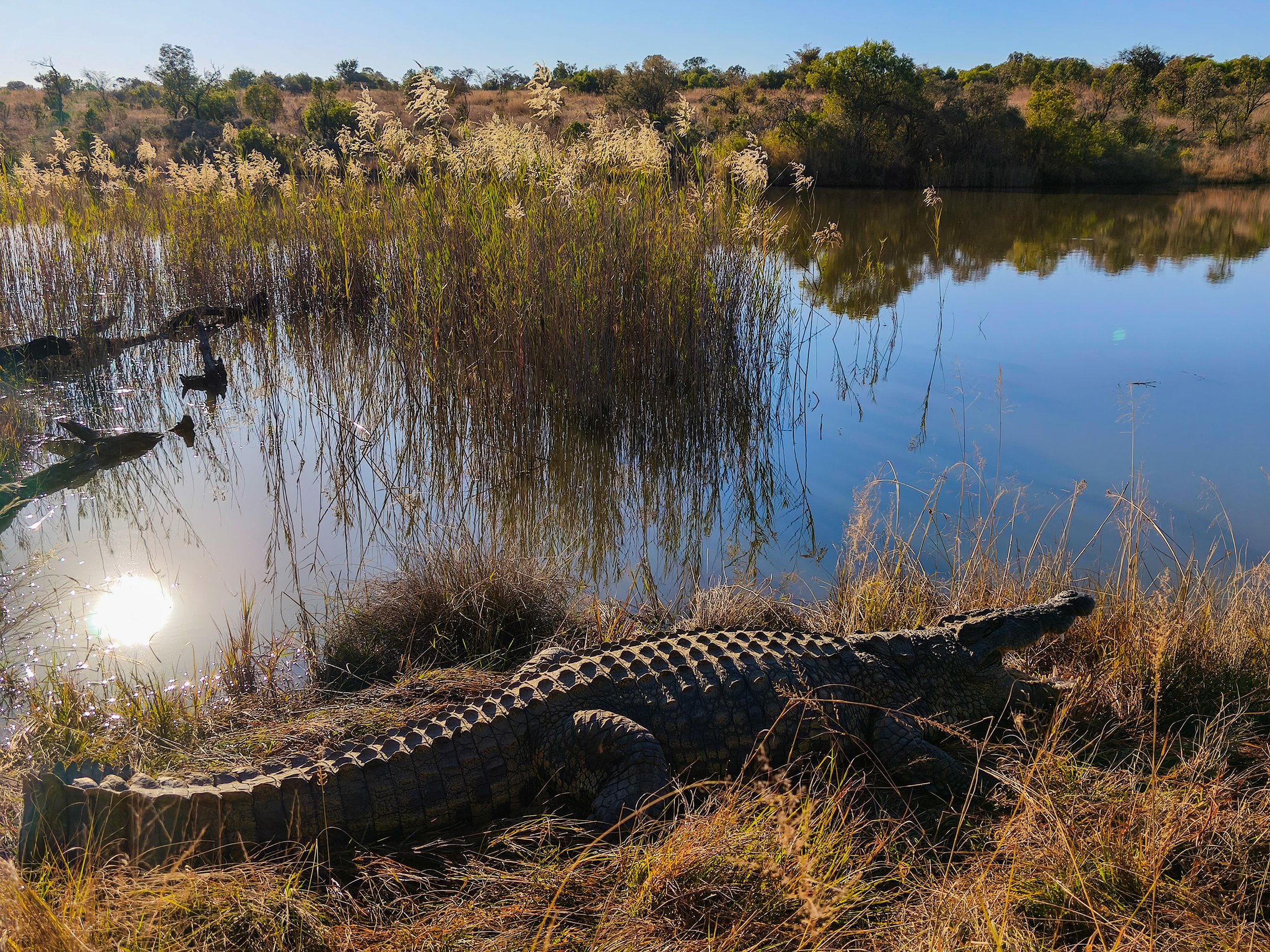 Safari-Plains-Mabula-Reserve-News-July-2025-077.jpg