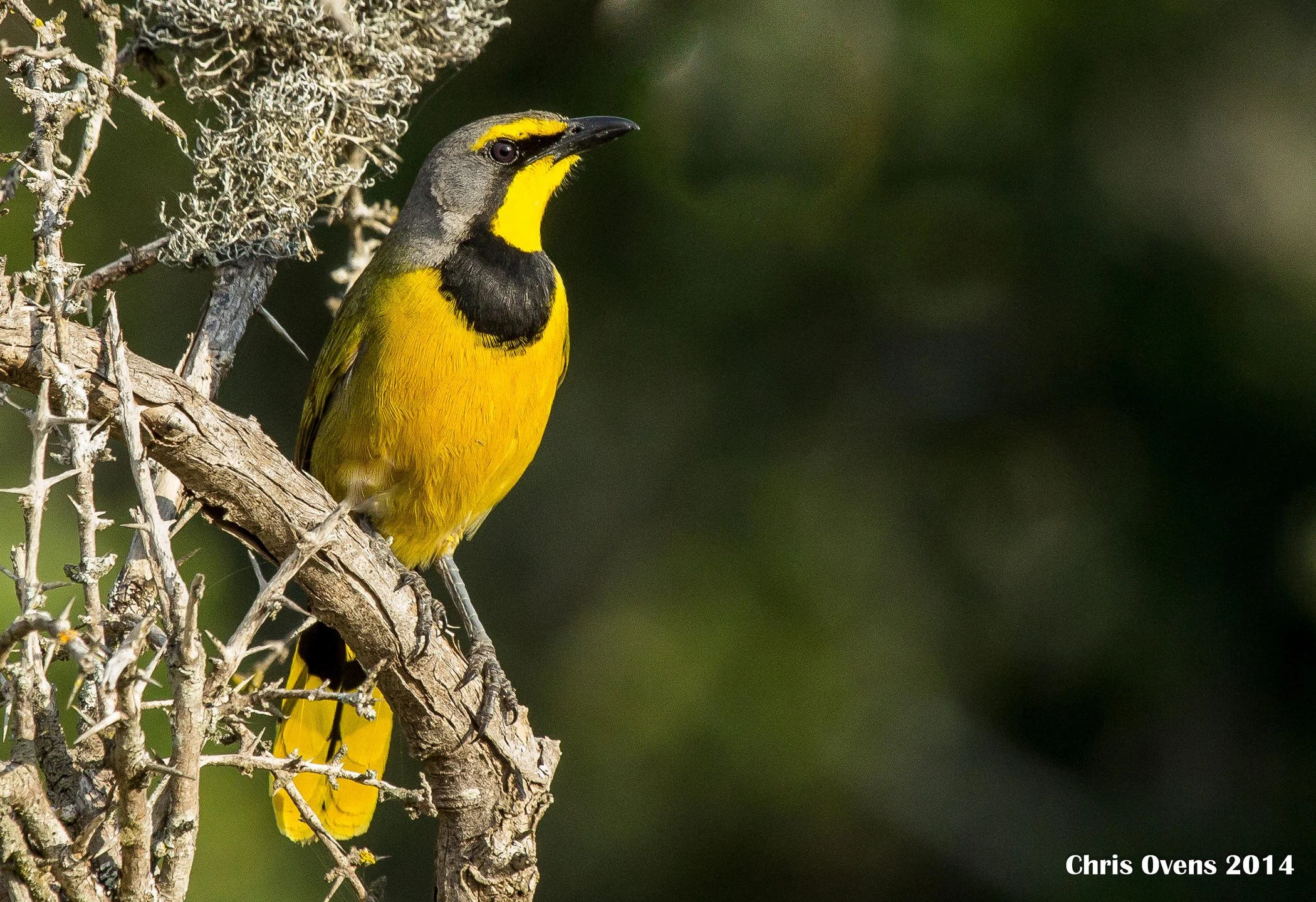 Activities Birding.jpg