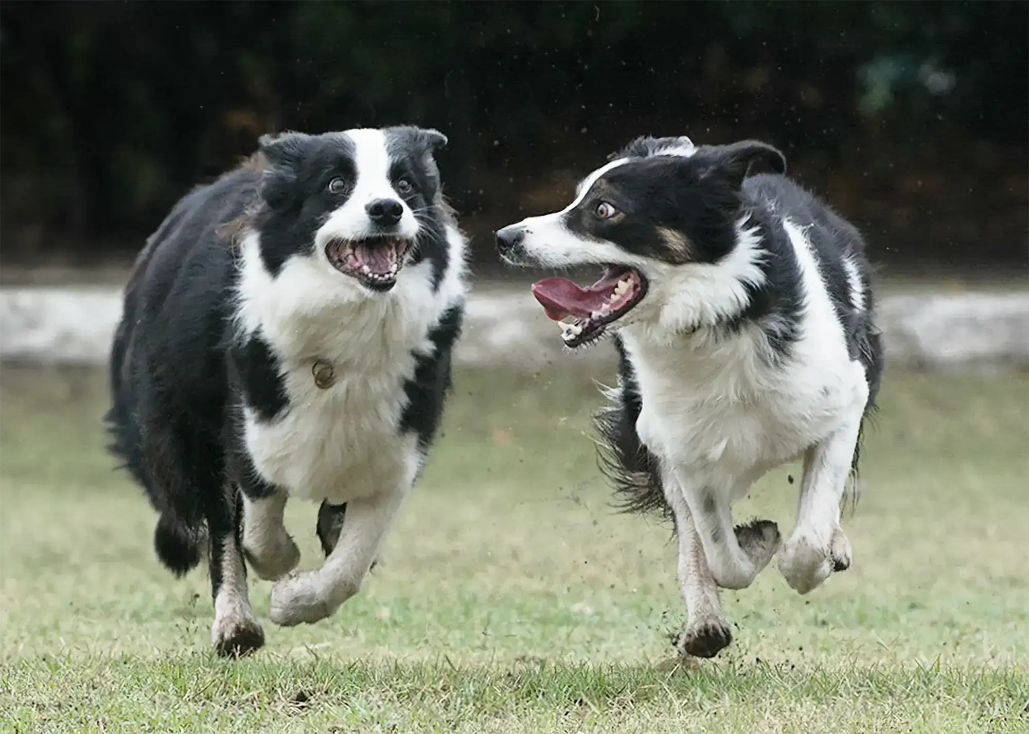 Two Border Collies playing and running on a grassy field, chasing each other with happy expressions.
