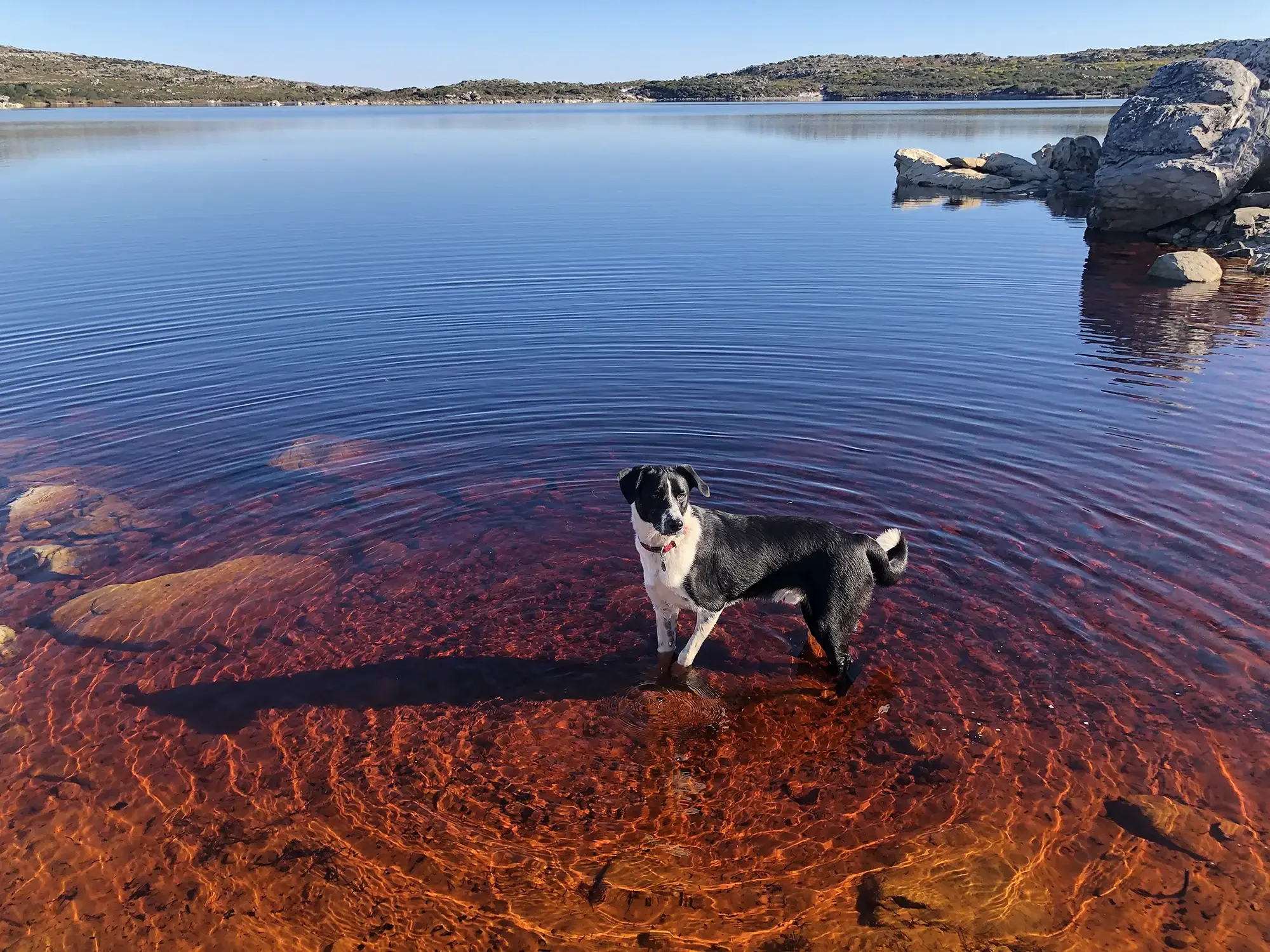 A black and white dog standing in the shallow waters of a lake with red-tinted water, rocks, and hills in the background during daylight.