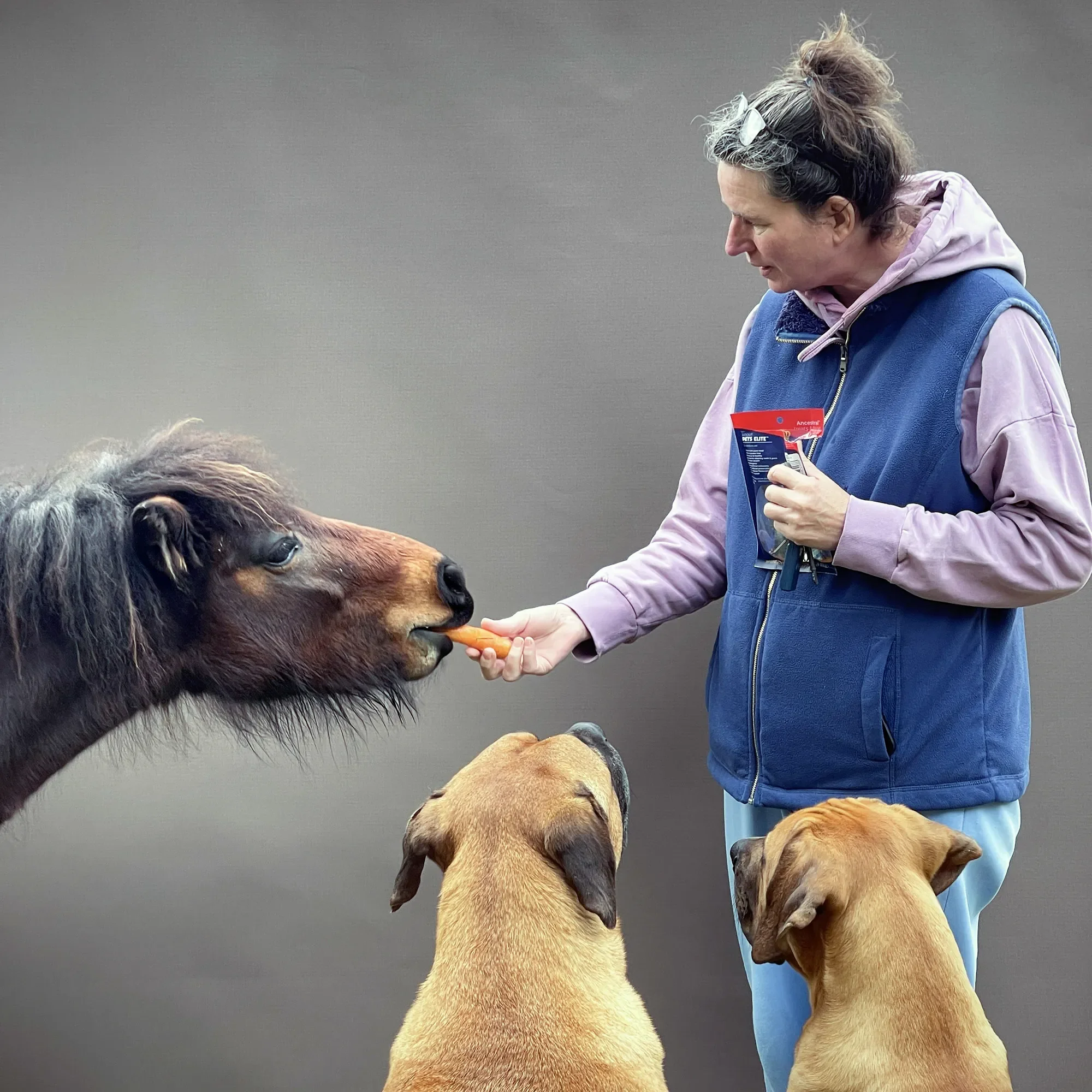 A woman feeds a small horse a carrot while two dogs watch.
