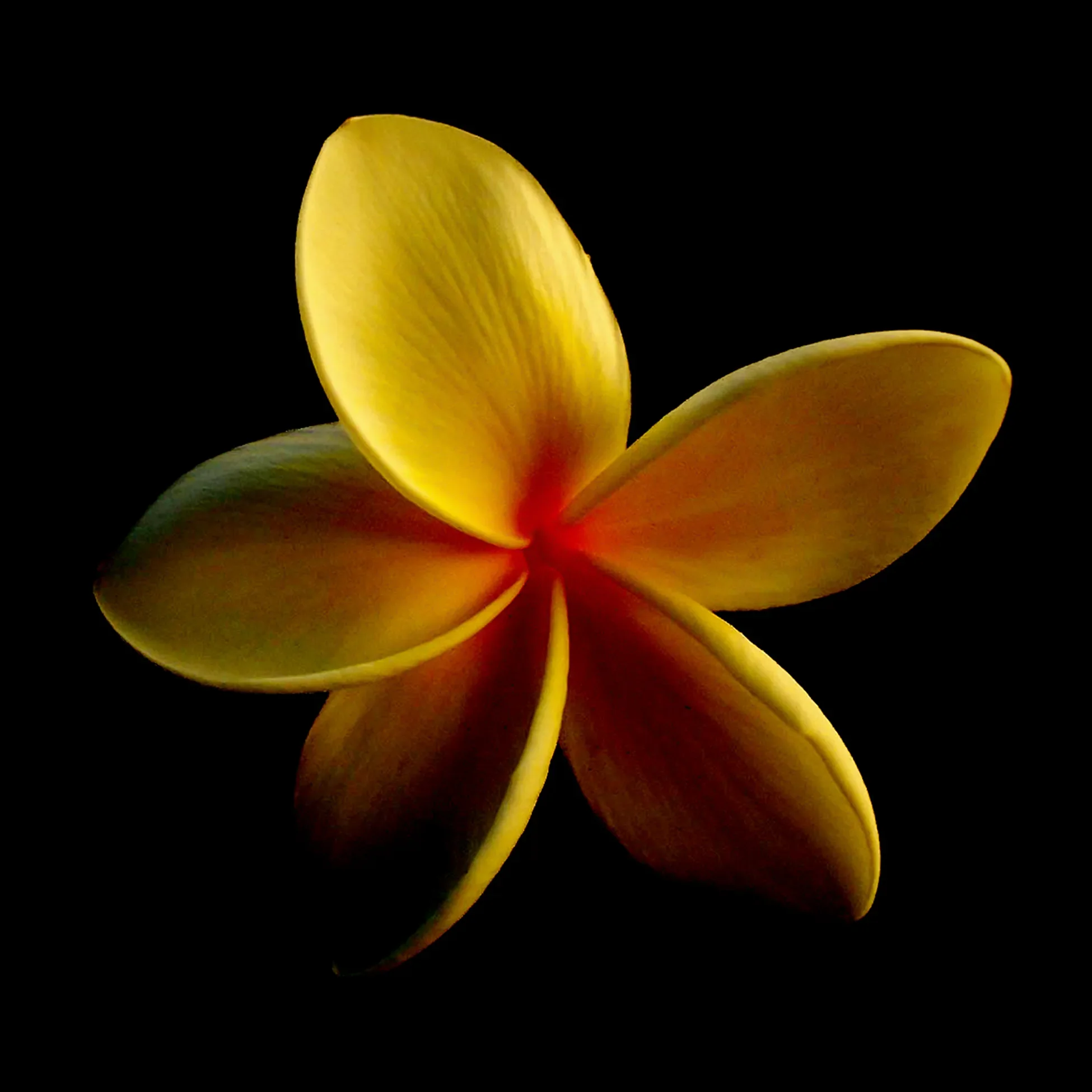 A close-up of a yellow and pink plumeria flower with five petals against a black background.