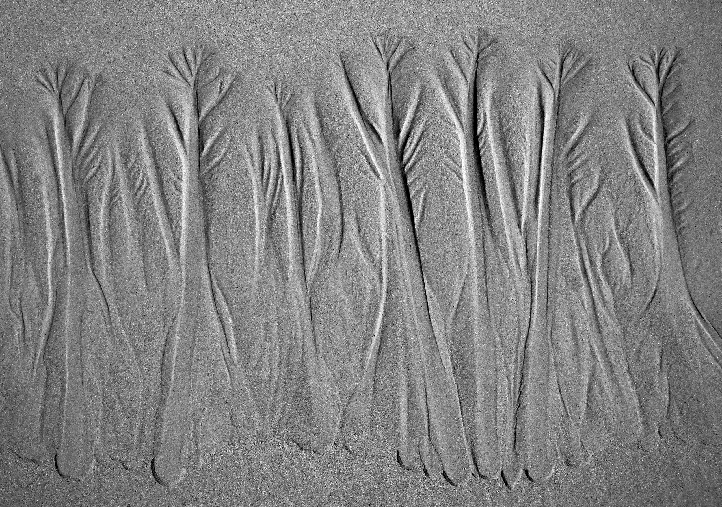 Sand art in the shape of tree branches with multiple tall, thin, leafless trees etched into the sand.