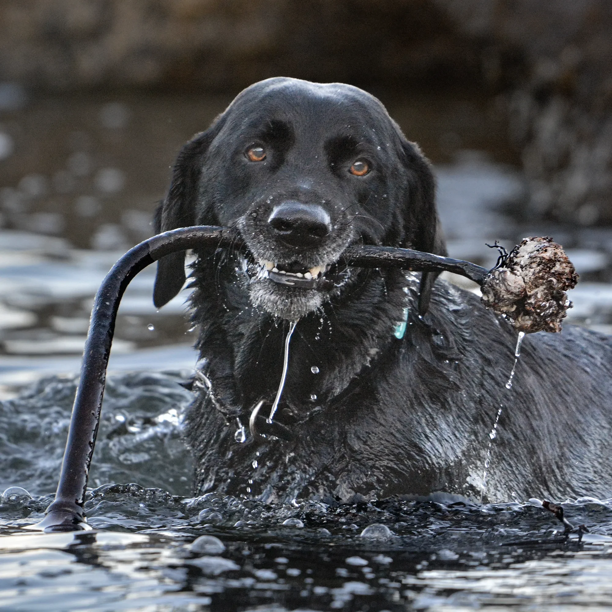 Black dog in water holding a stick in its mouth, with water dripping from its fur and stick.