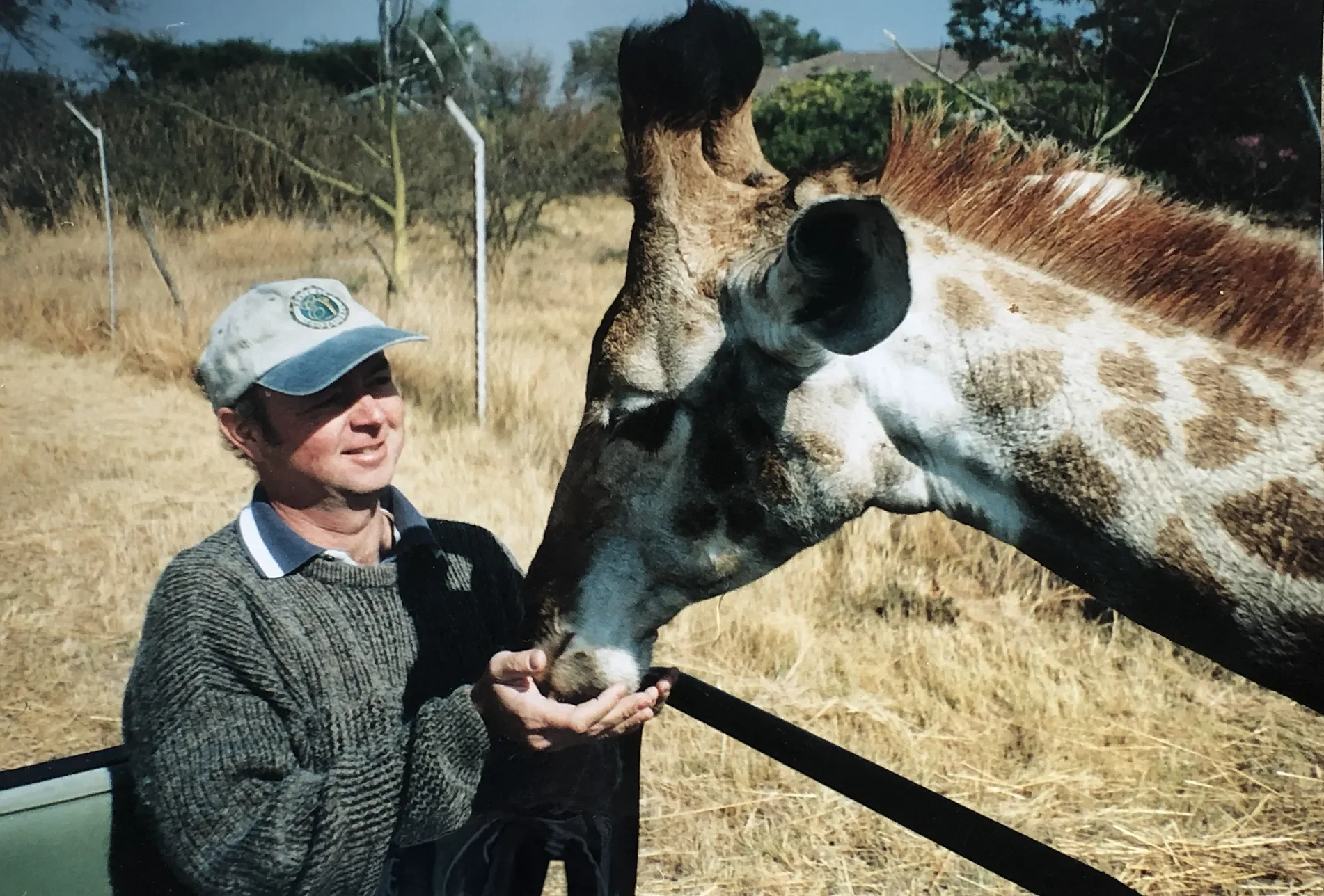 A man in a gray sweater and baseball cap feeding a giraffe at a wildlife reserve, with dry grass and a fence in the background.