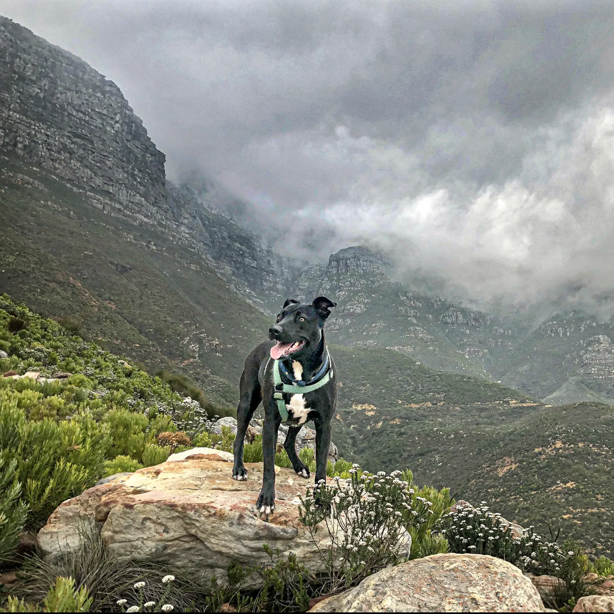 A black and white dog standing on a large rock with mountainous terrain and cloudy sky in the background.