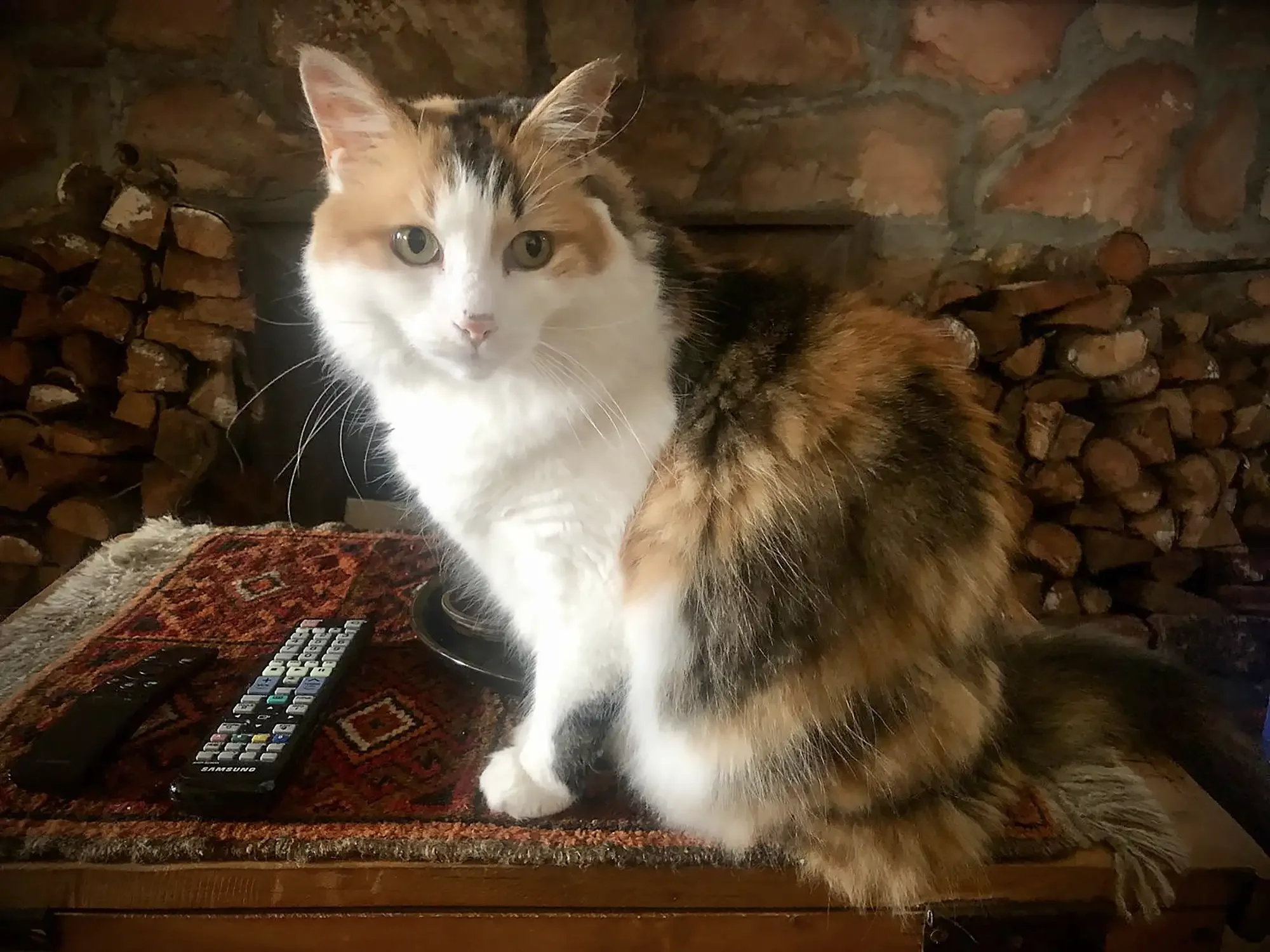 A calico cat with white, black, and orange fur sitting on a wooden table with remote controls and a TV tray in front of a brick wall.