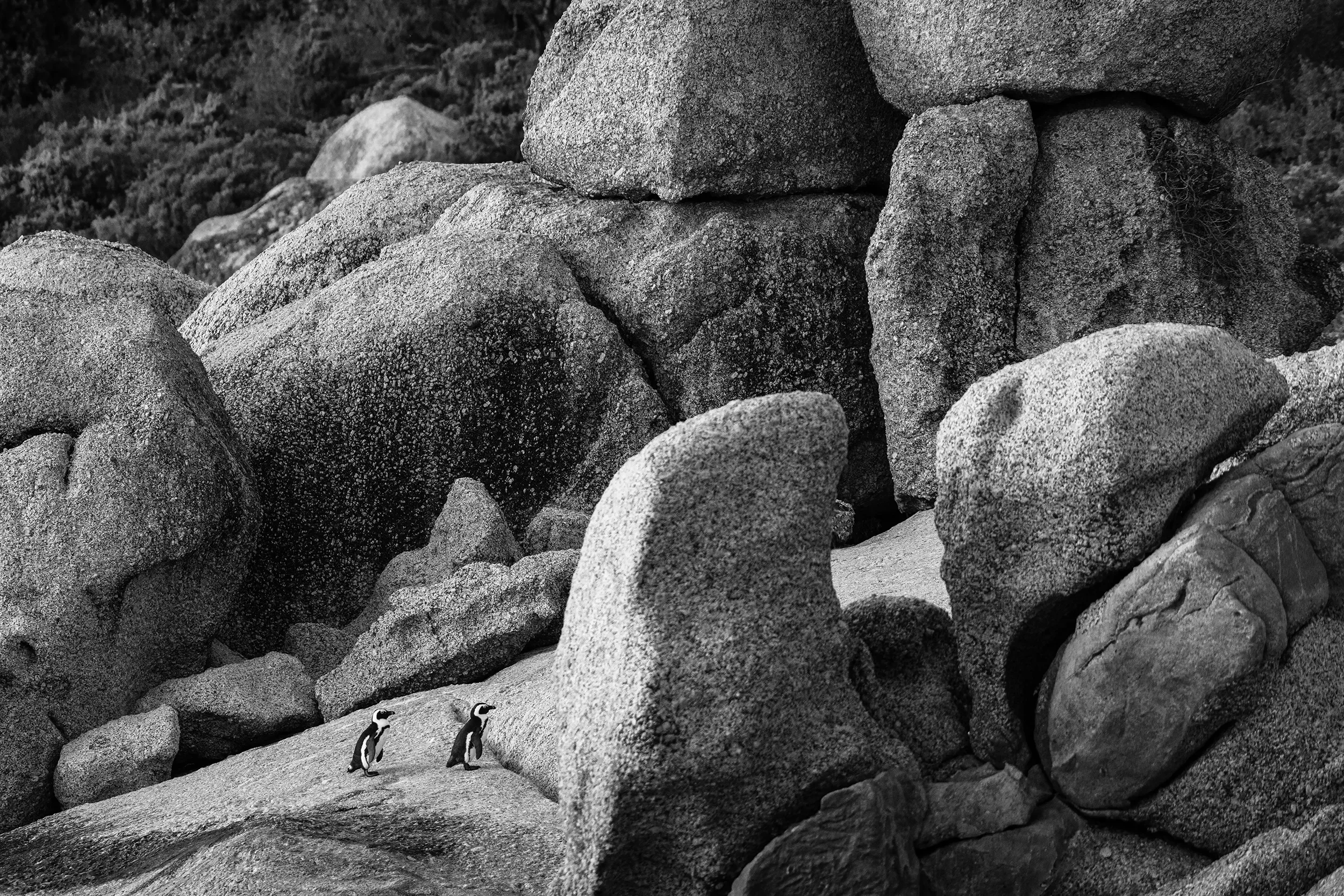 Two penguins walking on rocky terrain surrounded by large granite boulders, with a rugged mountain landscape in the background