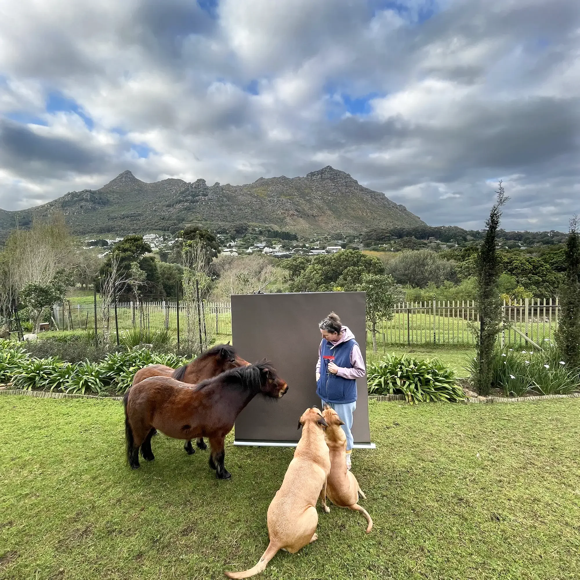 A woman interacting with two dogs and three small ponies outdoors on a grassy area with a mountain landscape in the background.