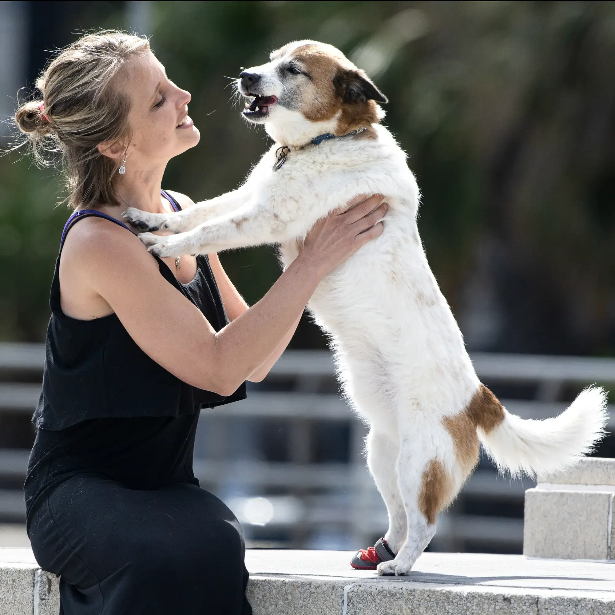 A woman is holding a medium-sized dog with white fur and brown patches, standing on its hind legs on a concrete surface outdoors. The dog appears to be happy, with its mouth slightly open, and is reaching out to the woman. The background is blurred w