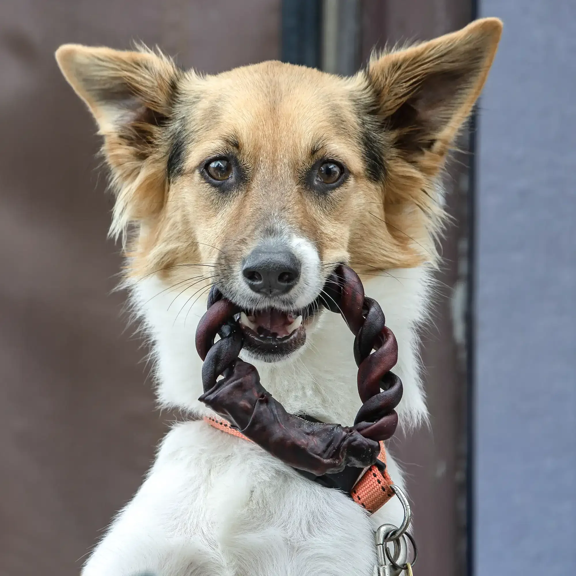 A dog holding a braided chew toy in its mouth.
