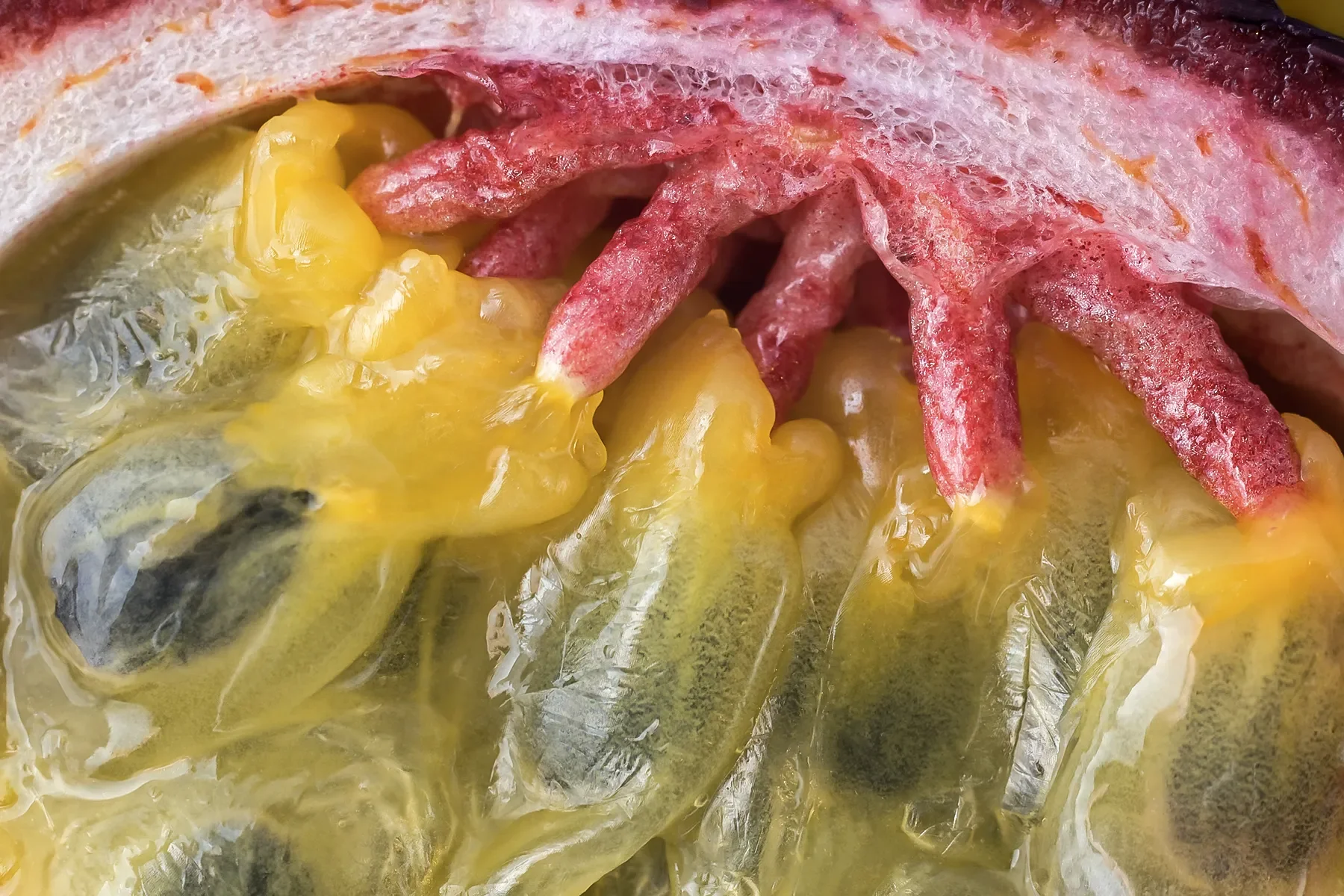 Close-up of a fish fillet topped with raw red and yellow lobster roe, with some fish eggs visible underneath.