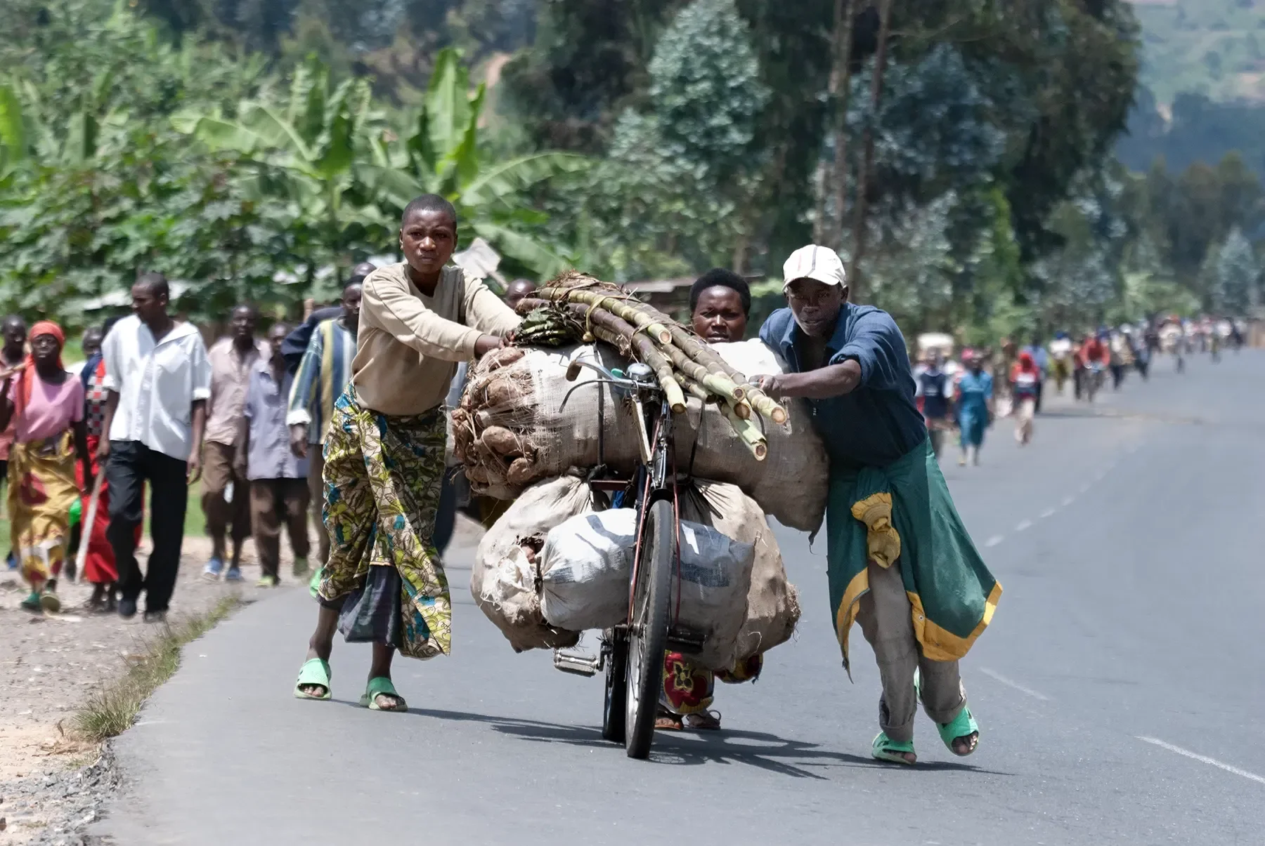 Three people pushing a bicycle loaded with large bags and bamboo along a paved road, with a crowd walking behind them amidst a lush, green, tropical landscape.