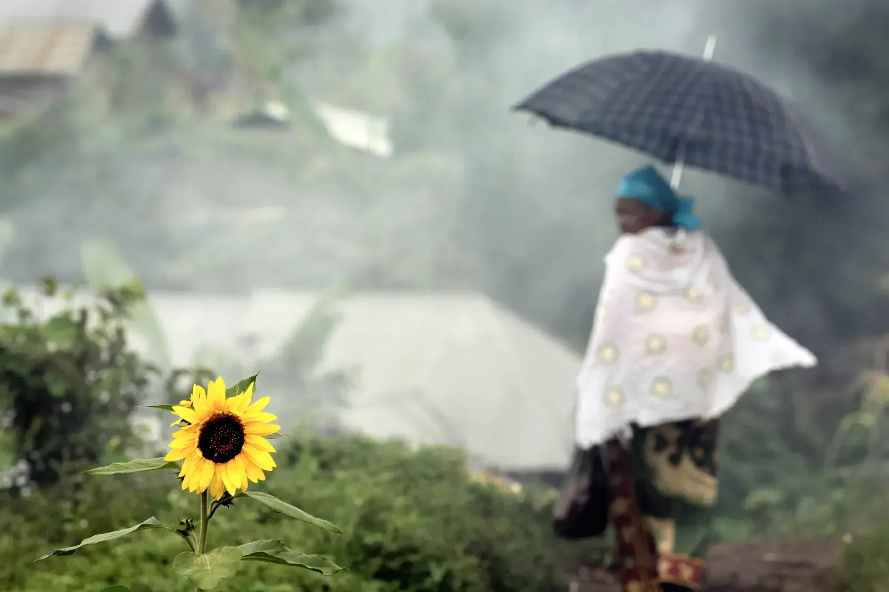 A woman holding an umbrella in the rain, standing near greenery with a yellow sunflower in the foreground.