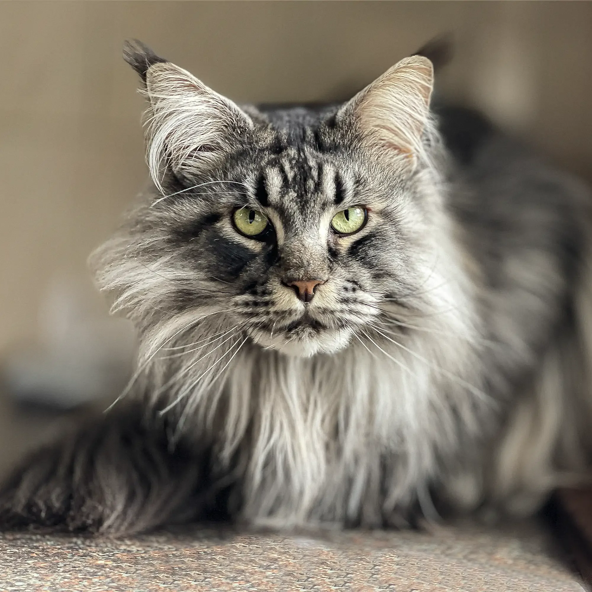 mancoon-cat-pet-photography-noordhoek.webp