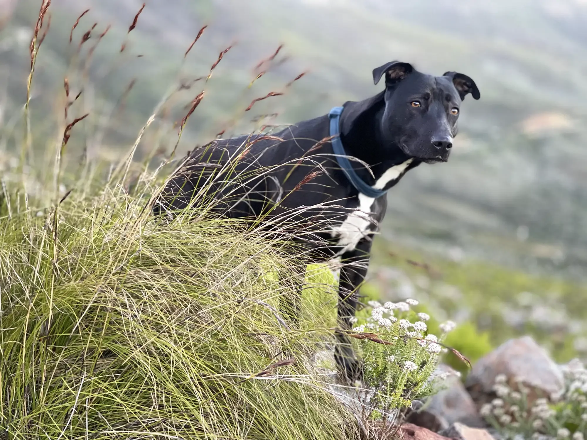 Black dog with a white patch on its chest standing among grass and rocks near water, looking to the side.