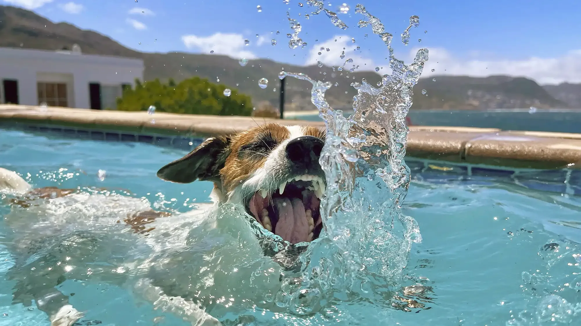Dog splashing water in swimming pool with ocean and mountains in background.