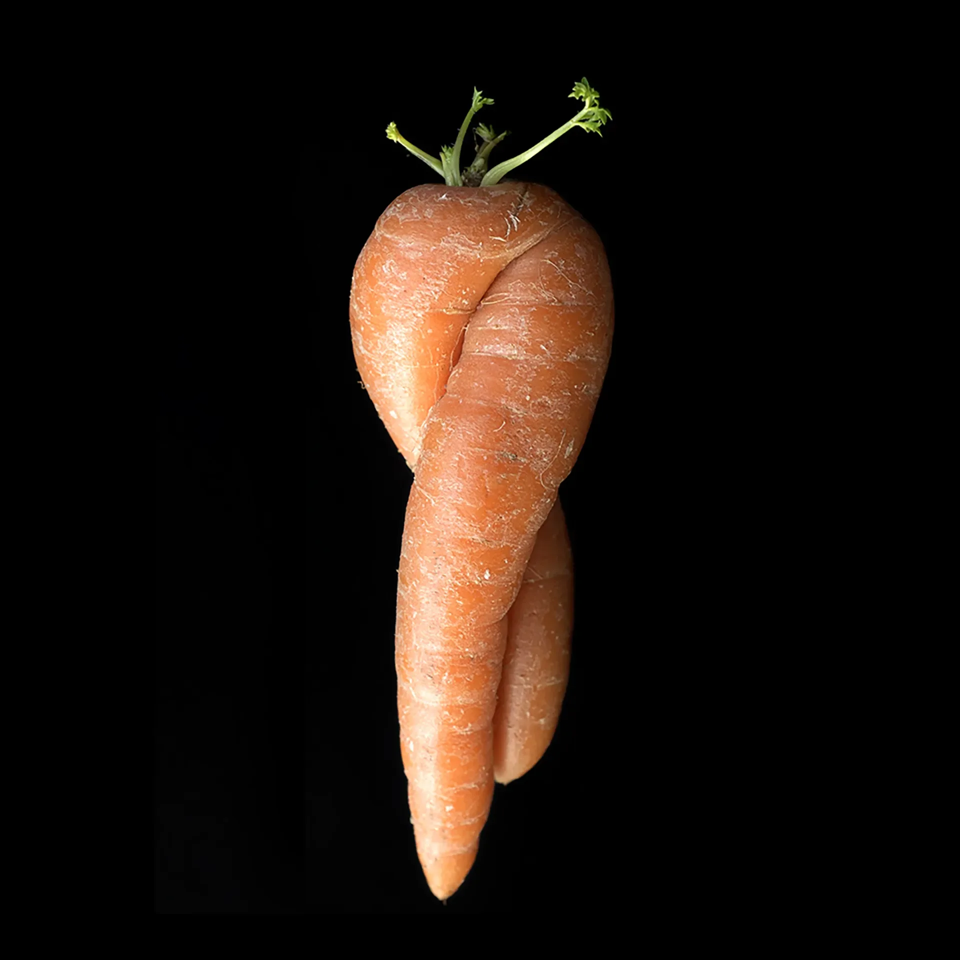 A carrot with sprouting green leaves at the top against a black background.