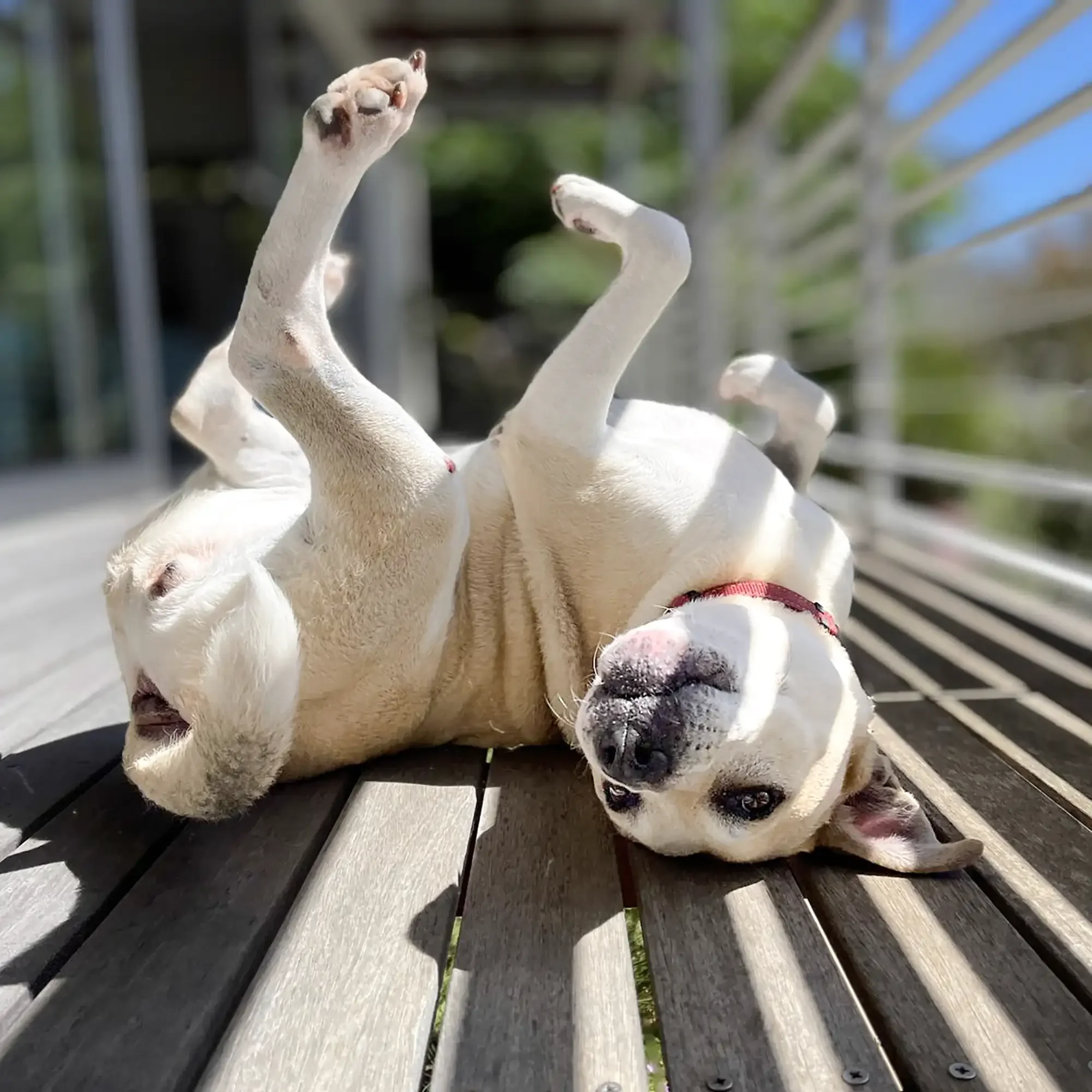 A light-colored dog with a red collar lying on its back on a wooden deck, with sunlight shining and railing in the background.