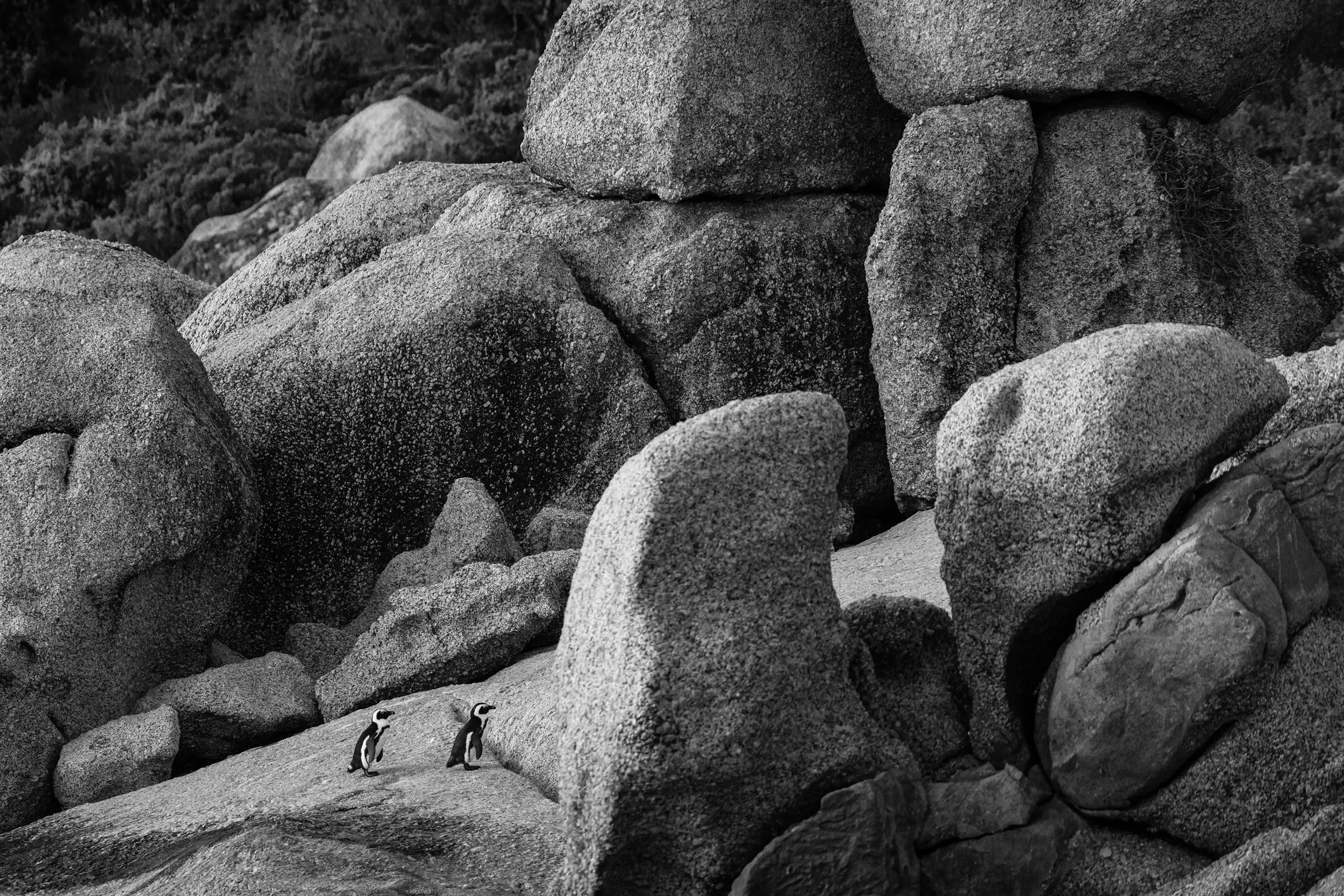 Two penguins standing on rocks among large granite boulders in a black-and-white landscape.