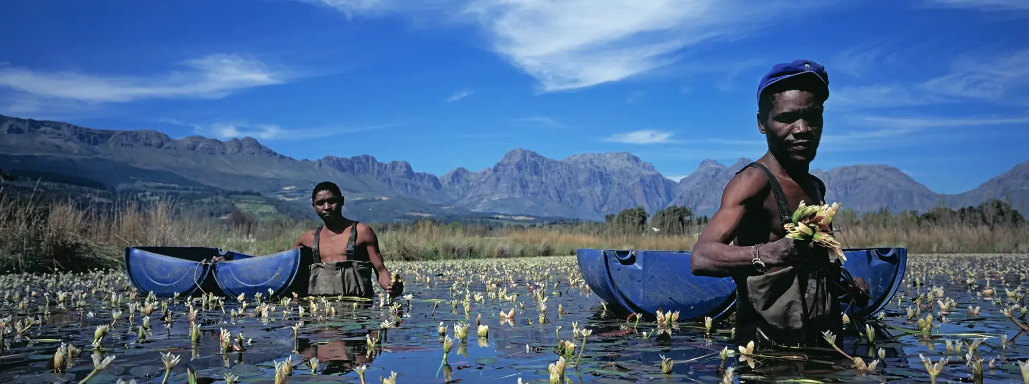 Two men harvesting lilies in a water-filled field with mountains and a blue sky in the background.