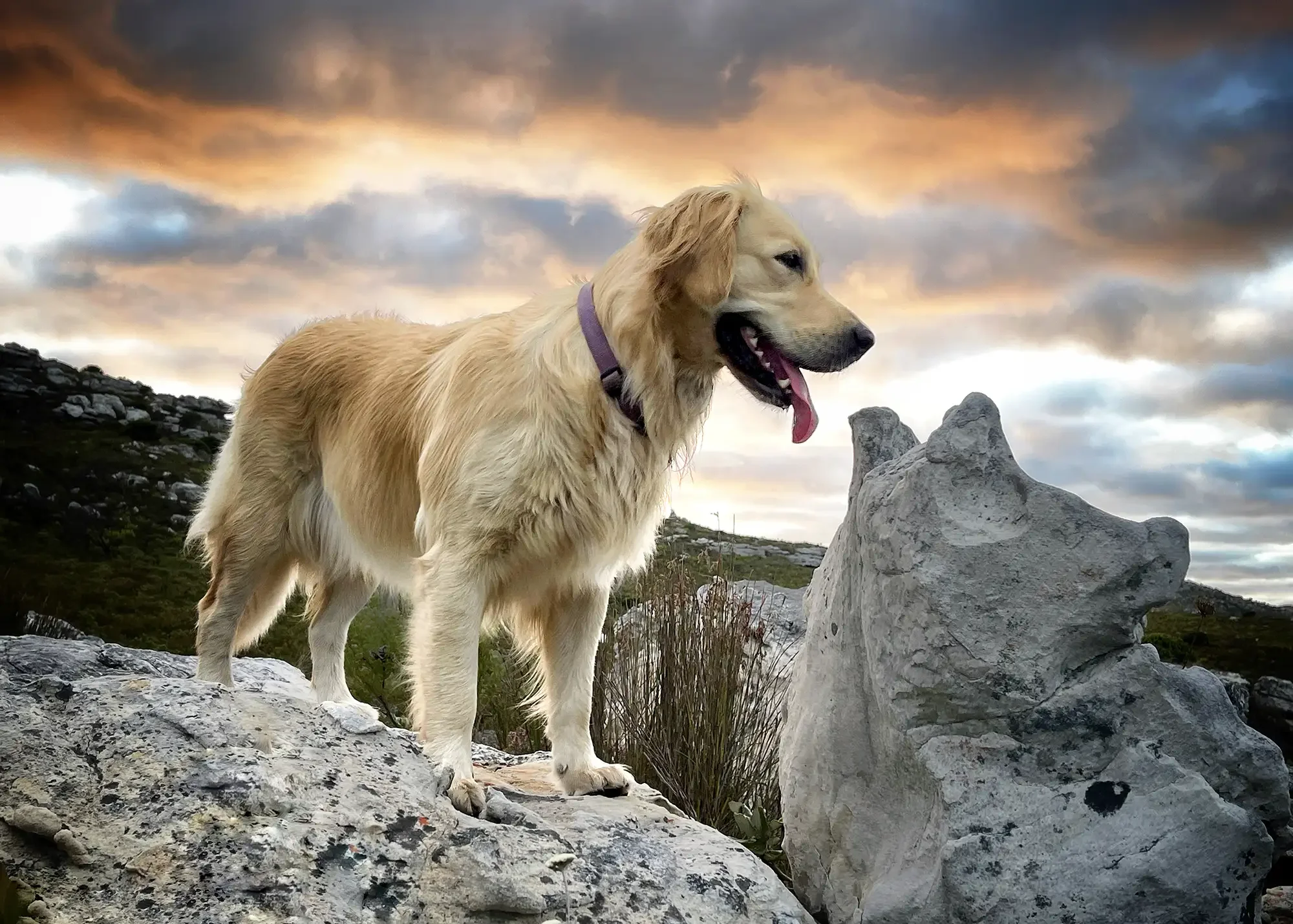 Golden retriever dog standing on rocks outdoors at sunset, with a cloudy sky in the background.