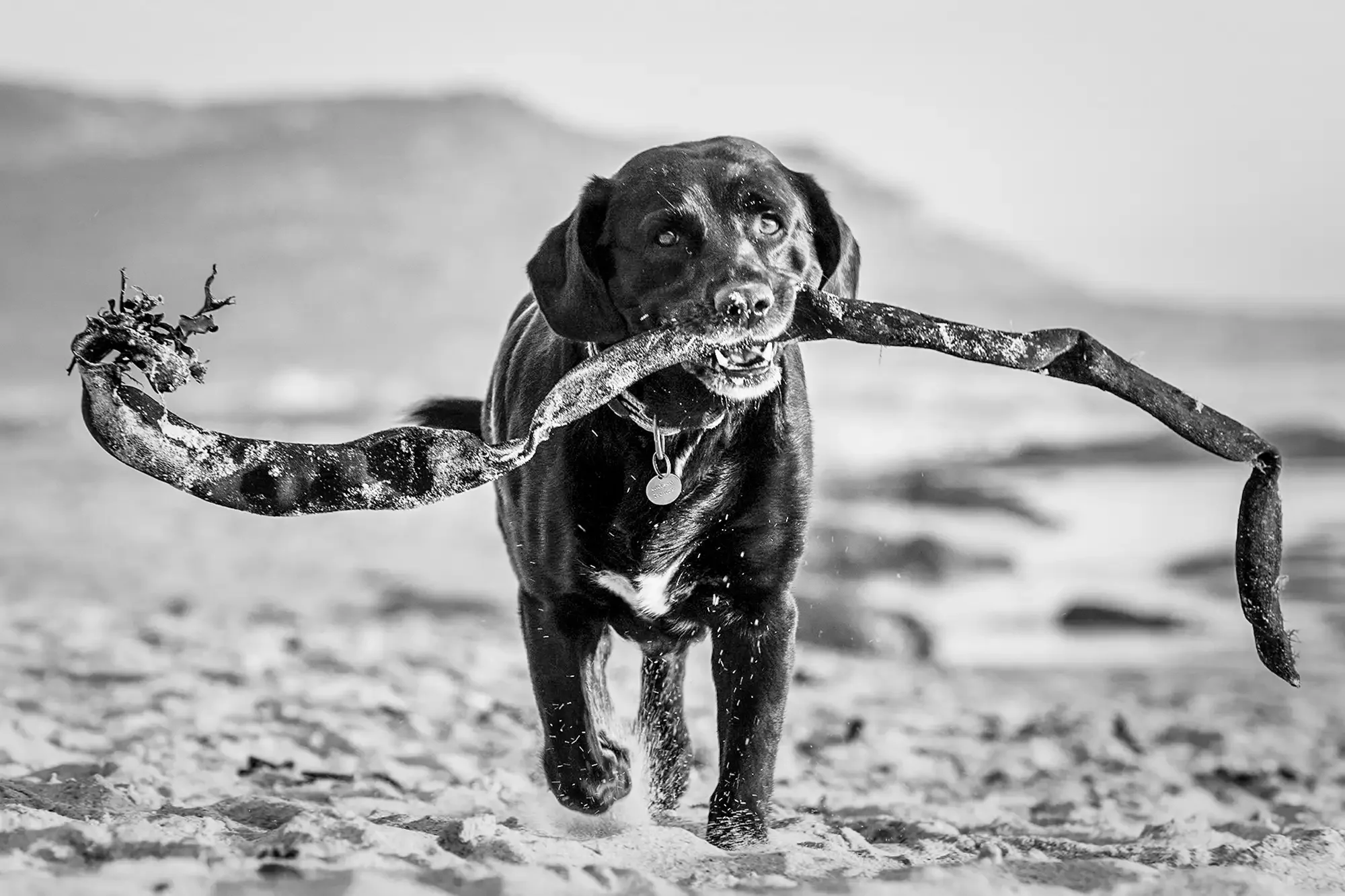 Black and white photo of a black dog running on sandy beach with a large stick in its mouth.