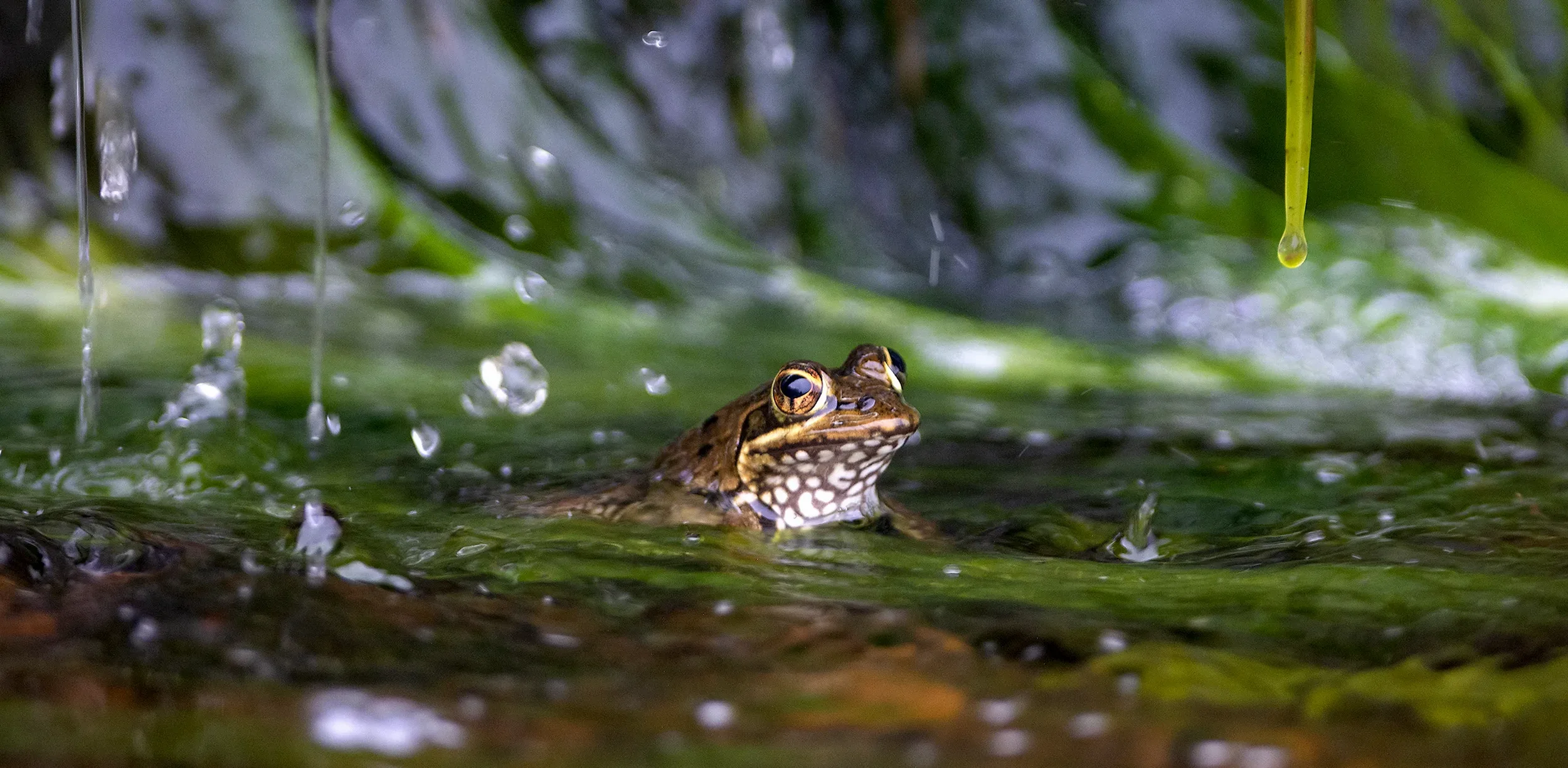 A frog partially submerged in water, surrounded by green foliage and water droplets hanging from above.