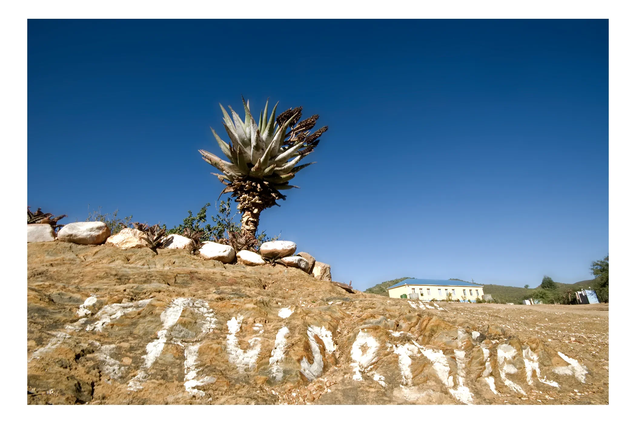 A desert landscape with a large agave plant on a rocky surface, white rocks with writing, and a building with a blue roof in the background under a clear blue sky.