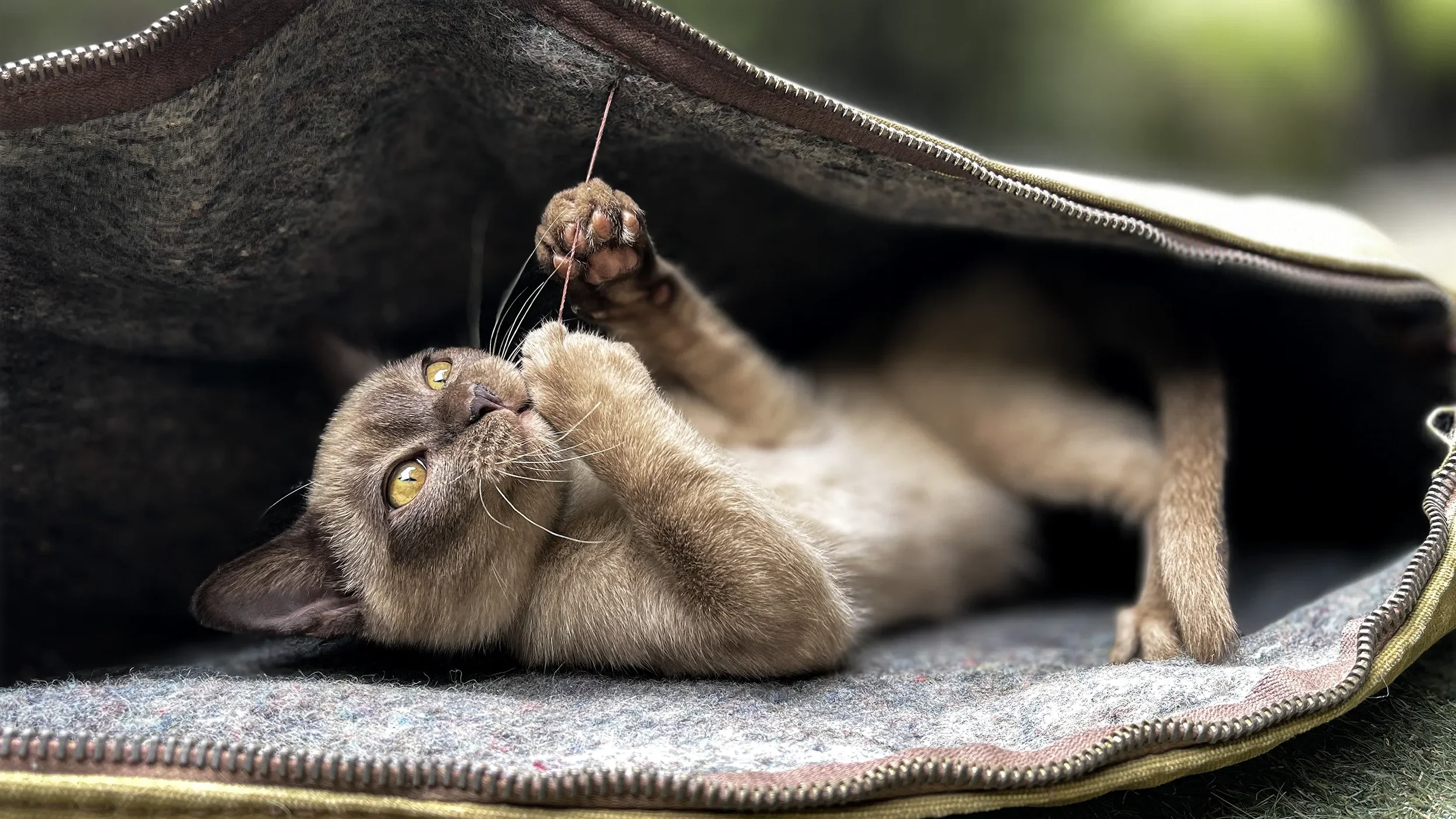 A gray cat lying on its back inside a partially closed black and yellow zippered bag, playing with its paw.