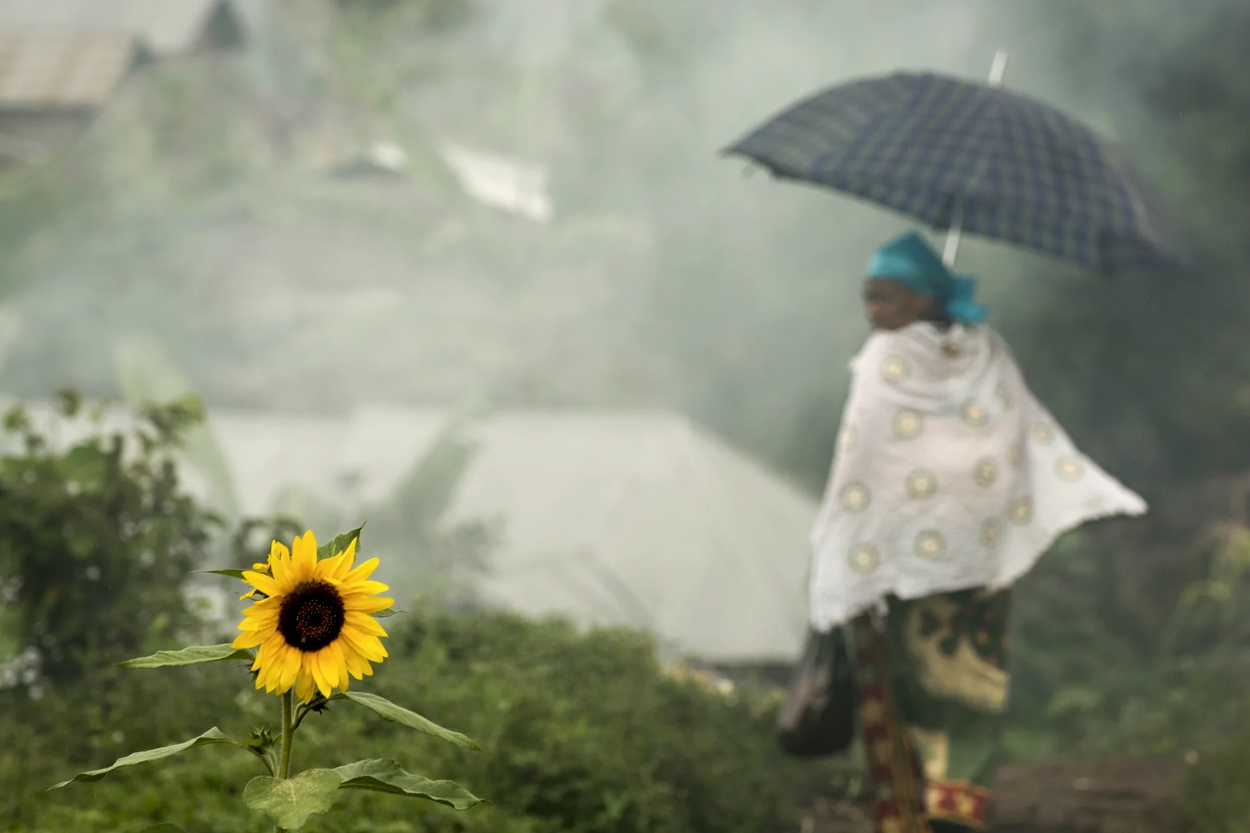 A sunflower in the foreground with a woman holding an umbrella and walking in the background on a rainy day.