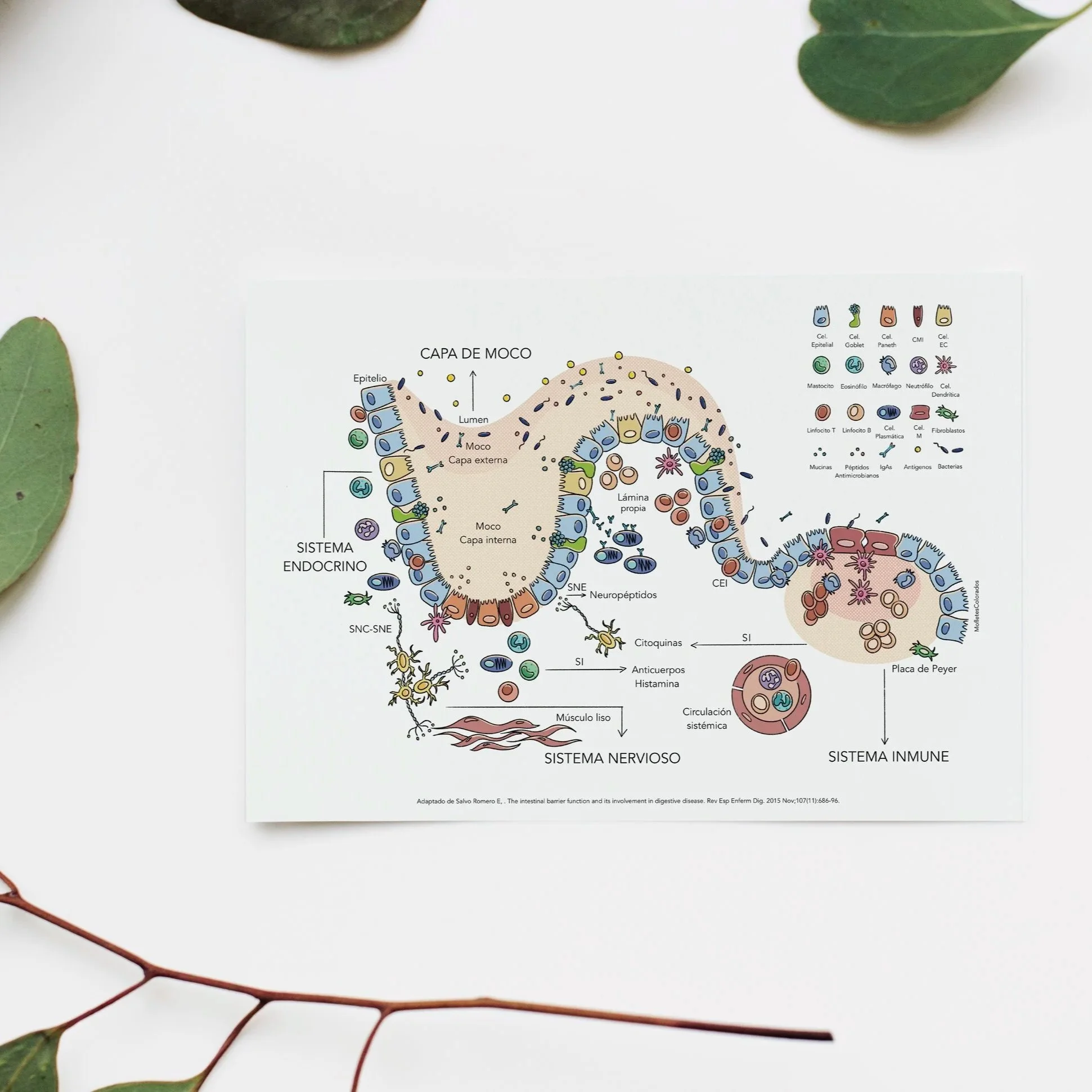 Health illustrations