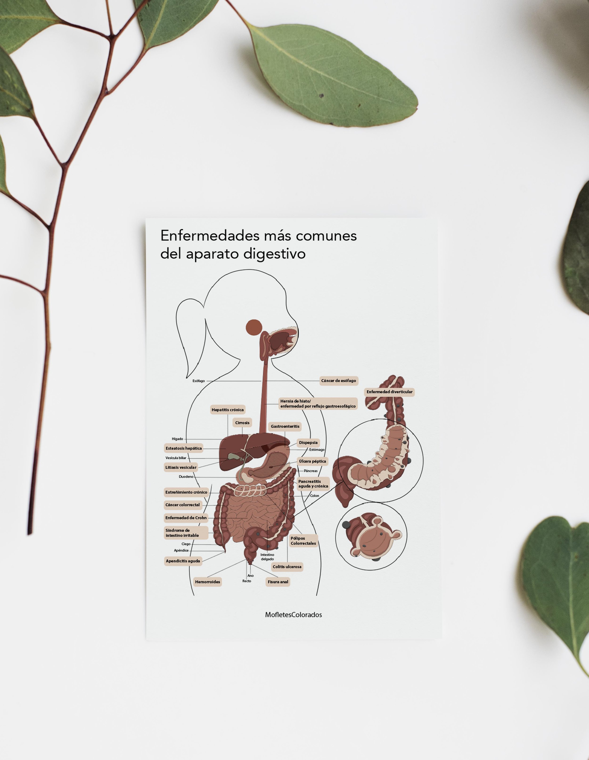mockup enfermedades digestivas.jpg