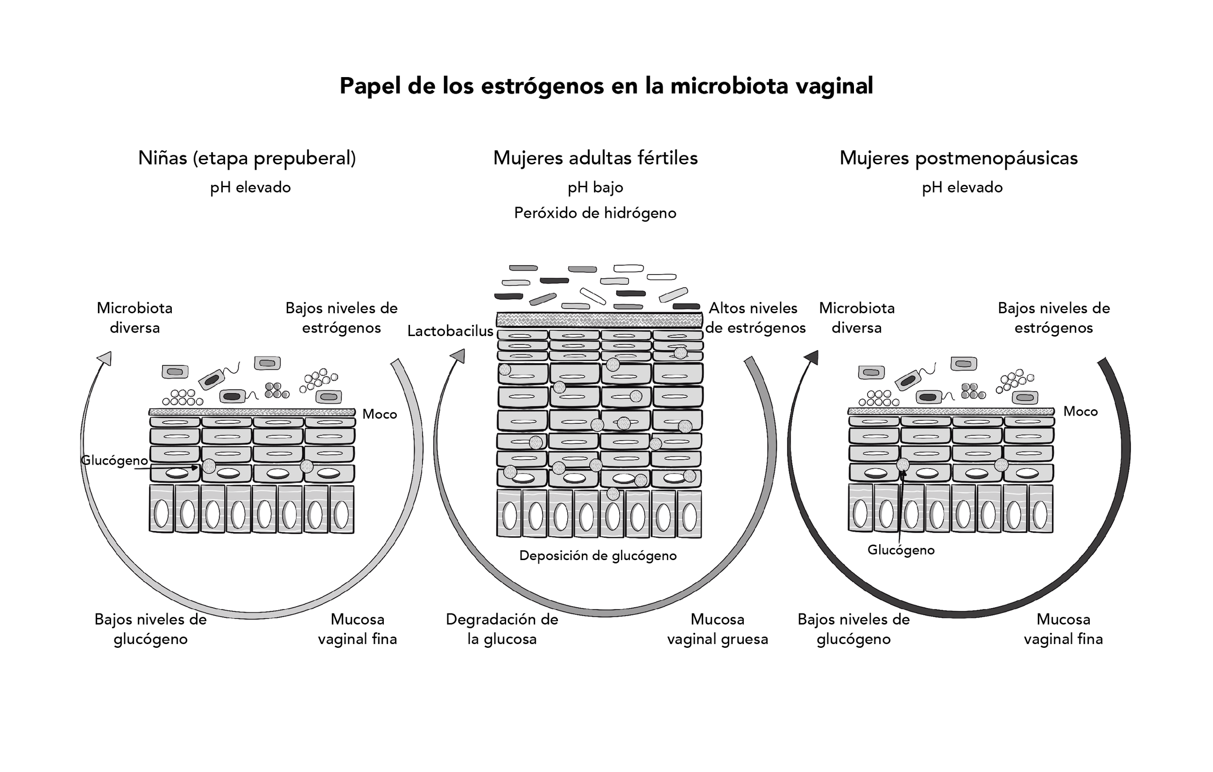 Capítulo 4 Figura 2.png
